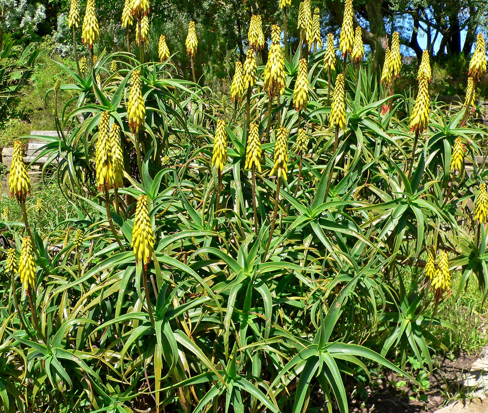 Aloe Leaves Curling Inward: Drought, Roots, Light & Heat