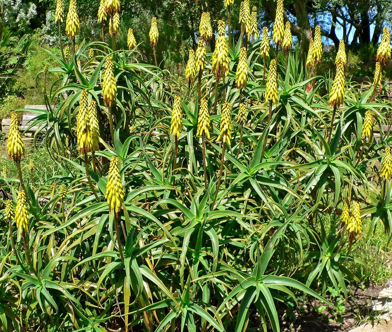 Aloe Leaves Curling Inward: Drought, Roots, Light & Heat