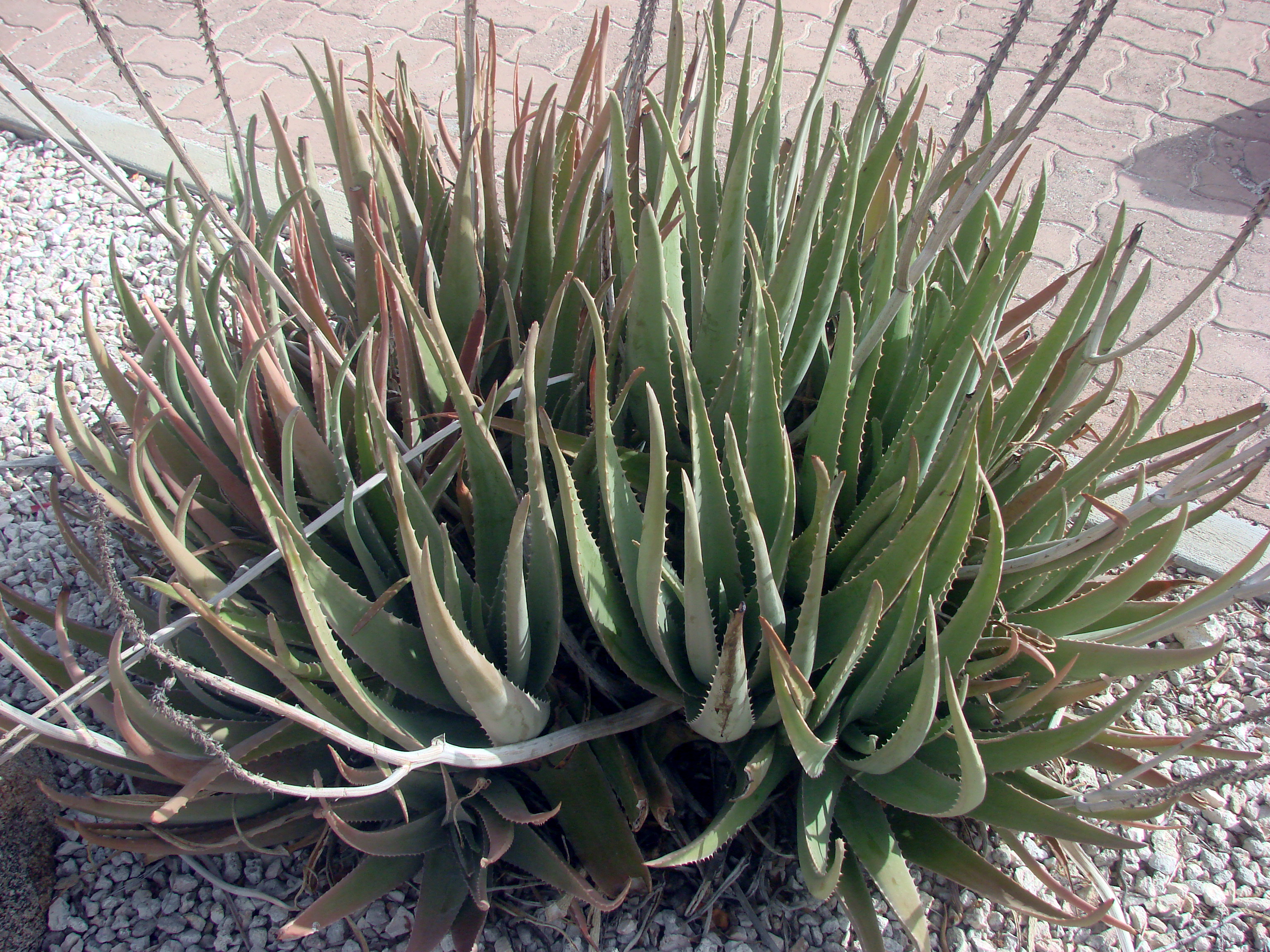 Aloe vera Propagation: Pups, Leaves, Seed Reality Check