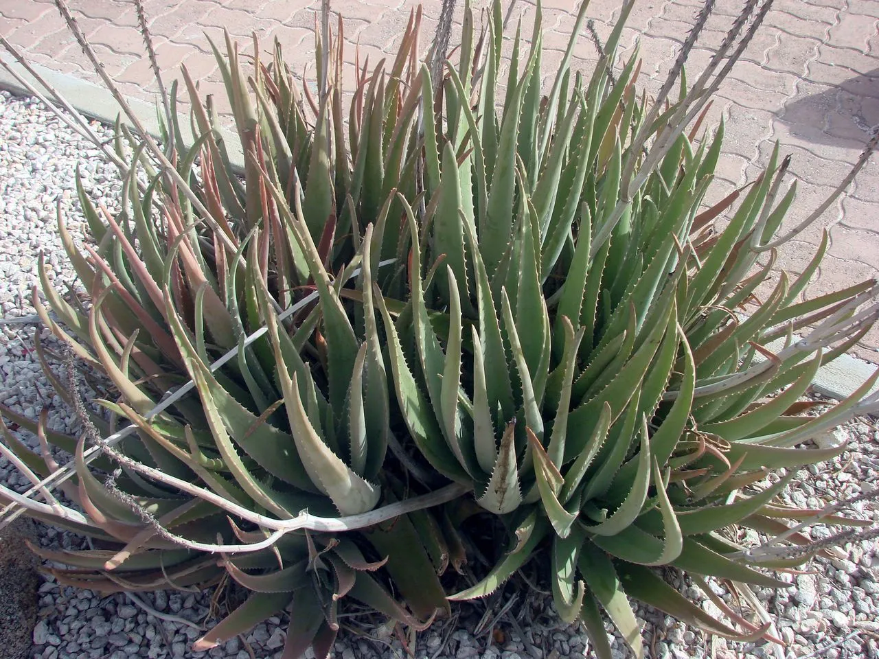 Aloe vera Propagation: Pups, Leaves, Seed Reality Check