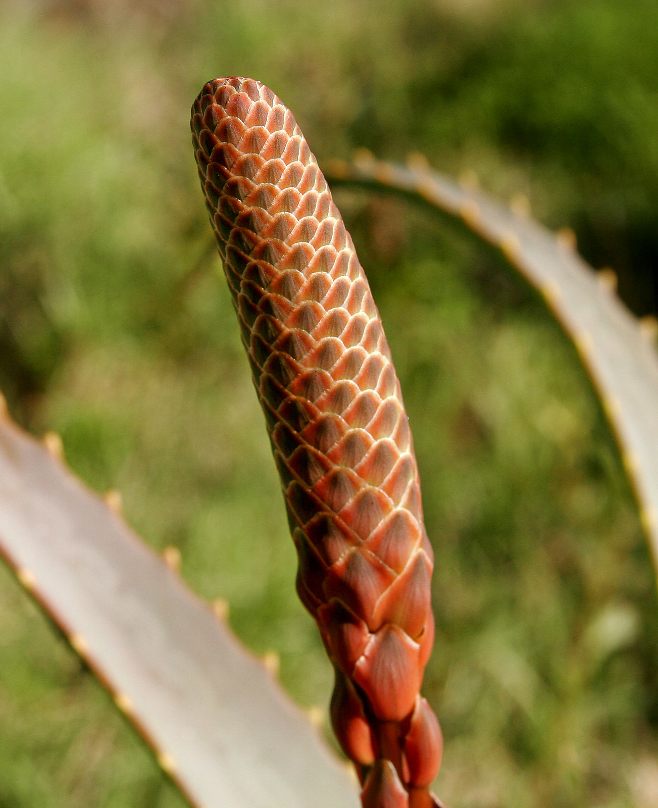 Aloe vera: Identification, Cultivation & Propagation