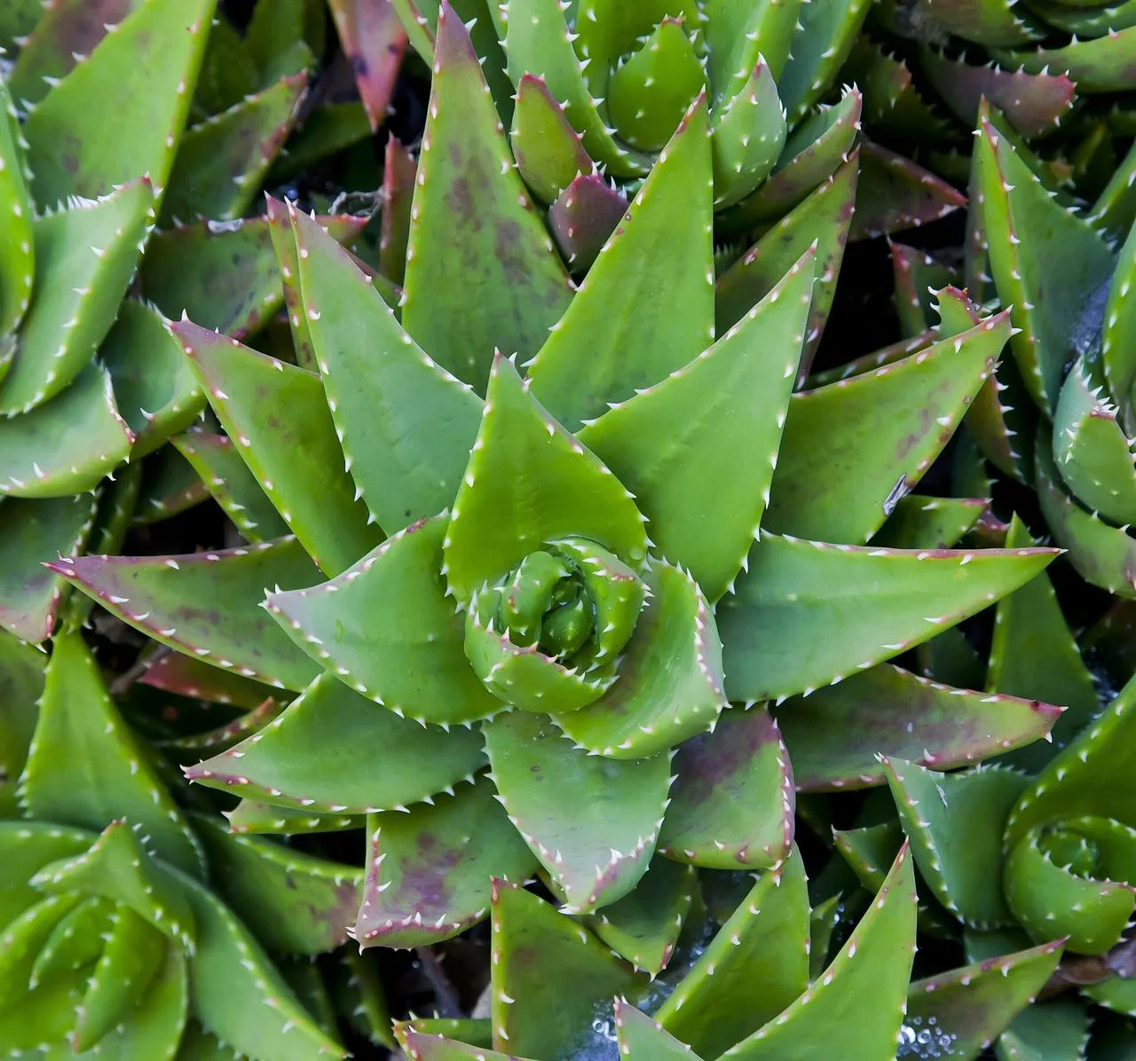 The Complete Aloe Guide: Identification, Cultivation & Propagation