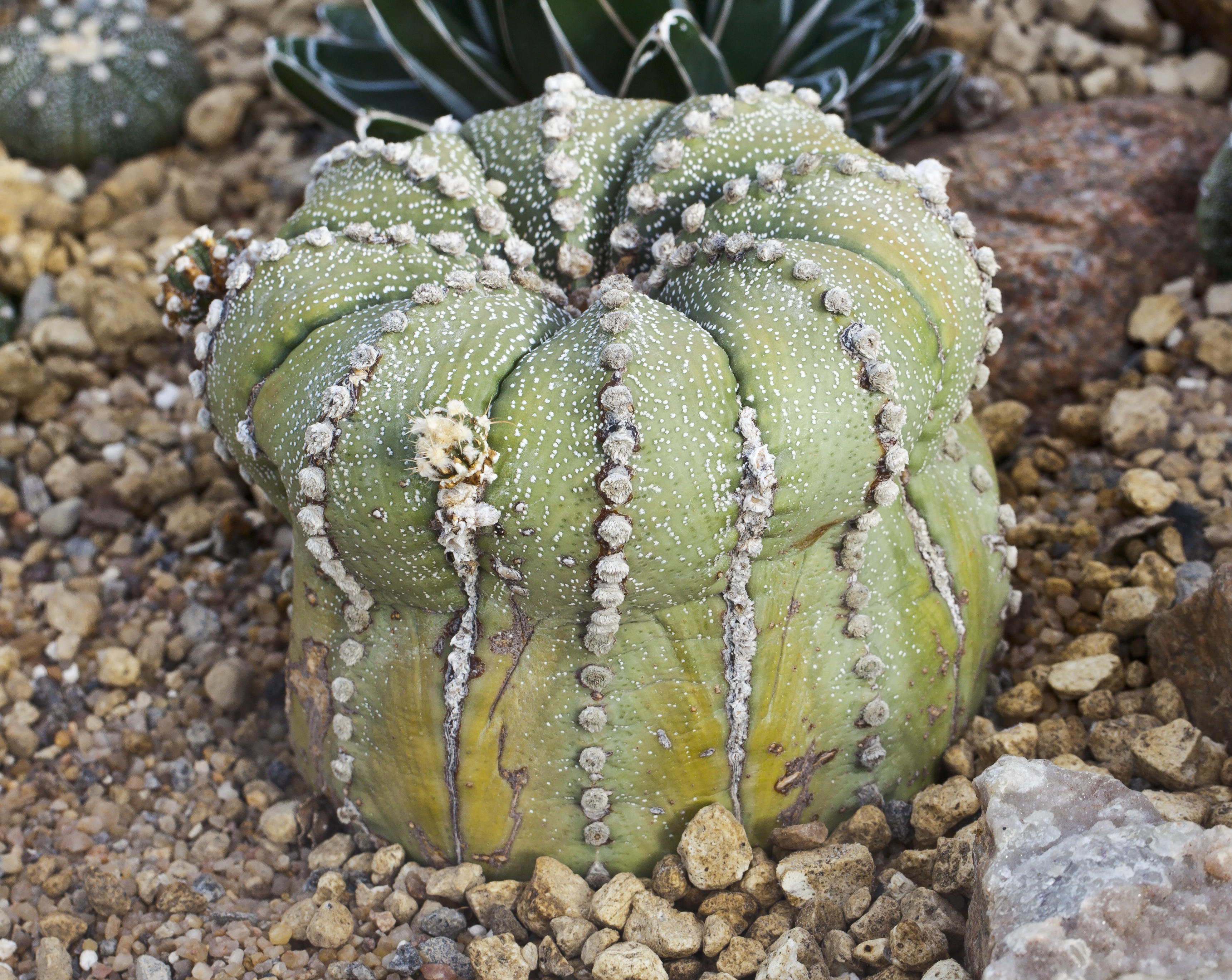 Astrophytum asterias (Sand Dollar / Sea Urchin Cactus): Profile & Care