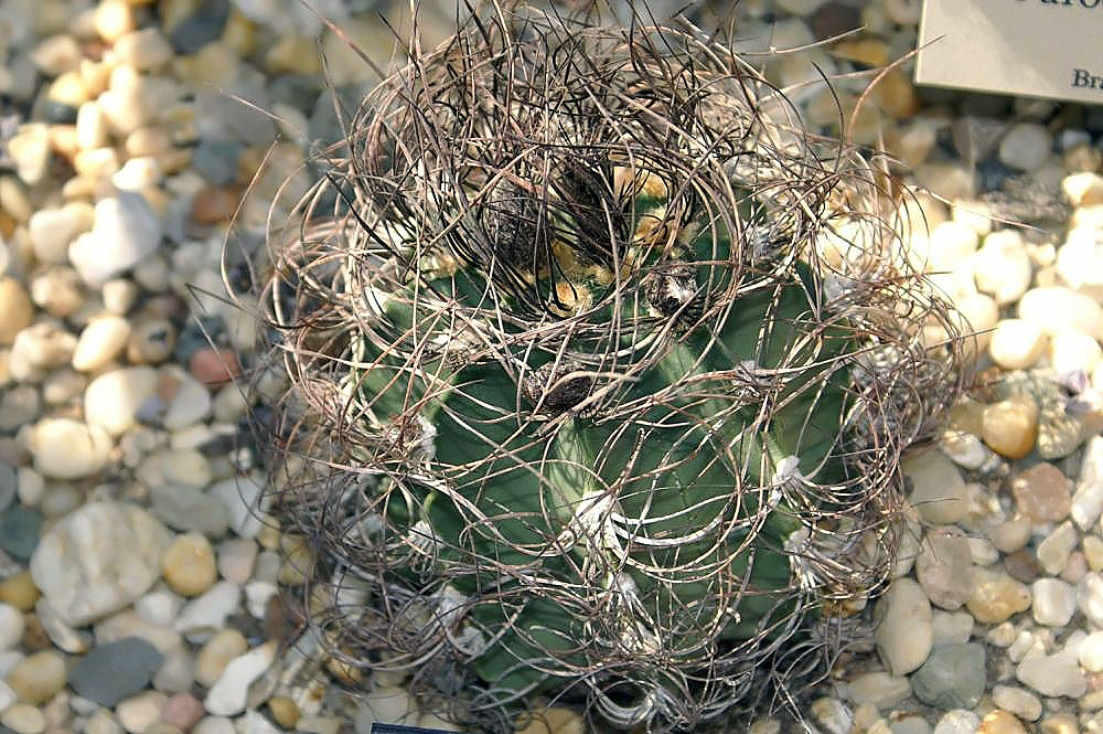 Astrophytum capricorne (Goat's Horn Cactus): Profile & Care