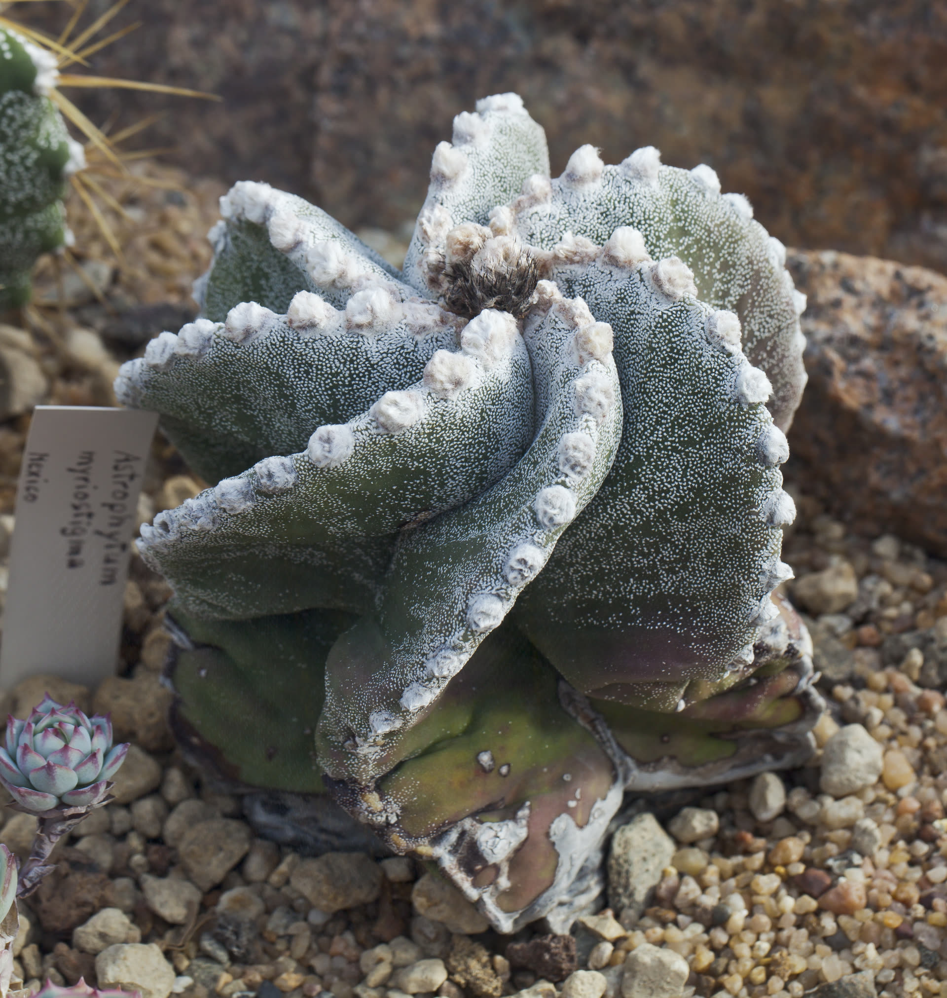 Astrophytum myriostigma (Bishop's Cap Cactus): Profile & Care