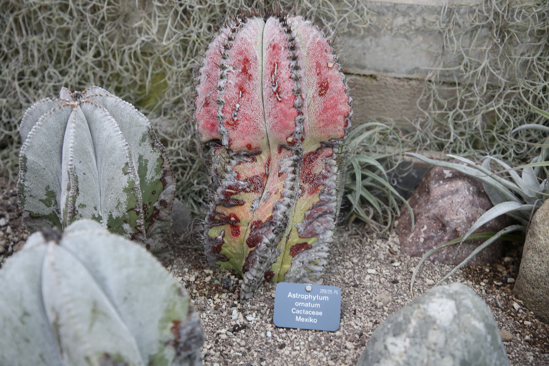 Astrophytum ornatum (Star Cactus / Bishop's Hat): Profile & Care