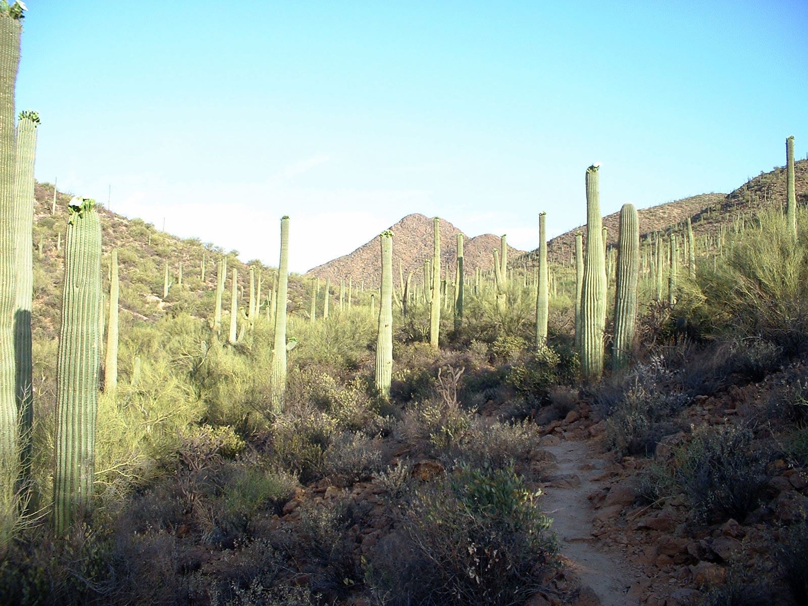 Carnegiea gigantea (Saguaro): Habitat, Cultivation Limits