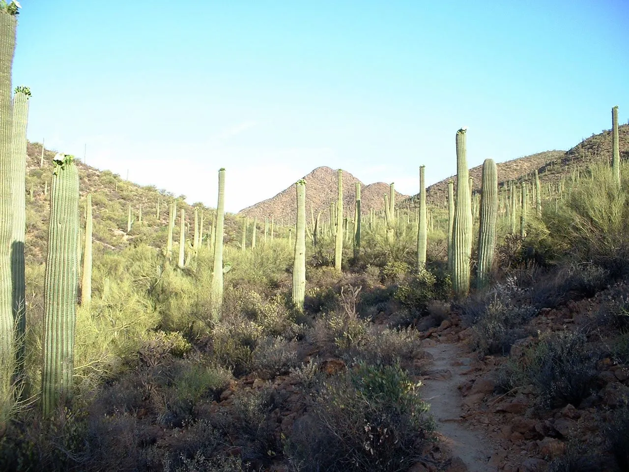 Cactus Soft Spots: Staging Rot Before It Spreads