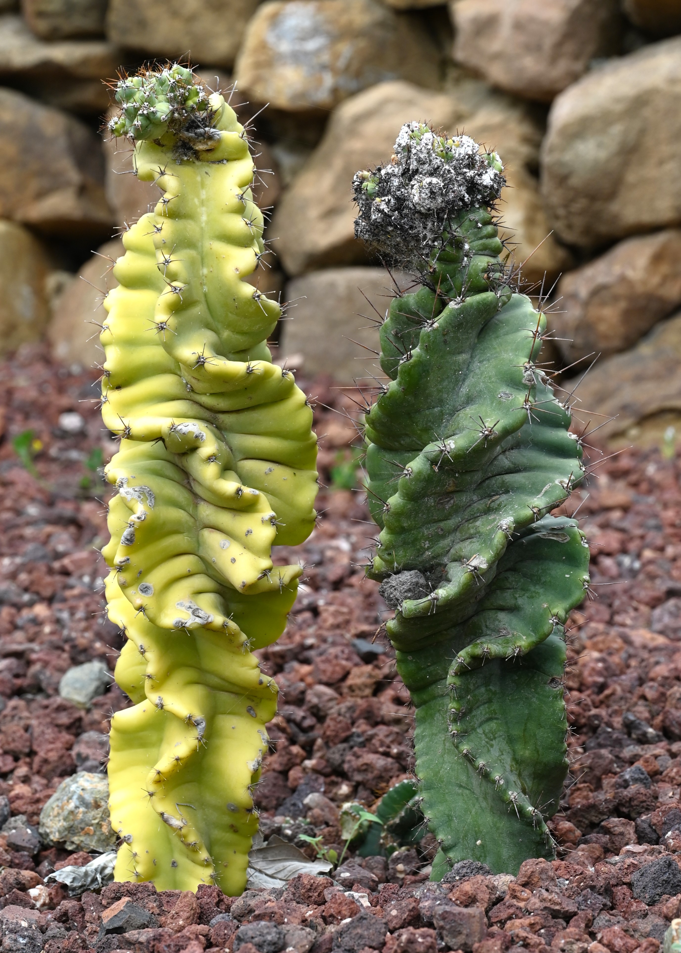 Cereus forbesii 'Spiralis' (Spiral Cactus): Profile & Care