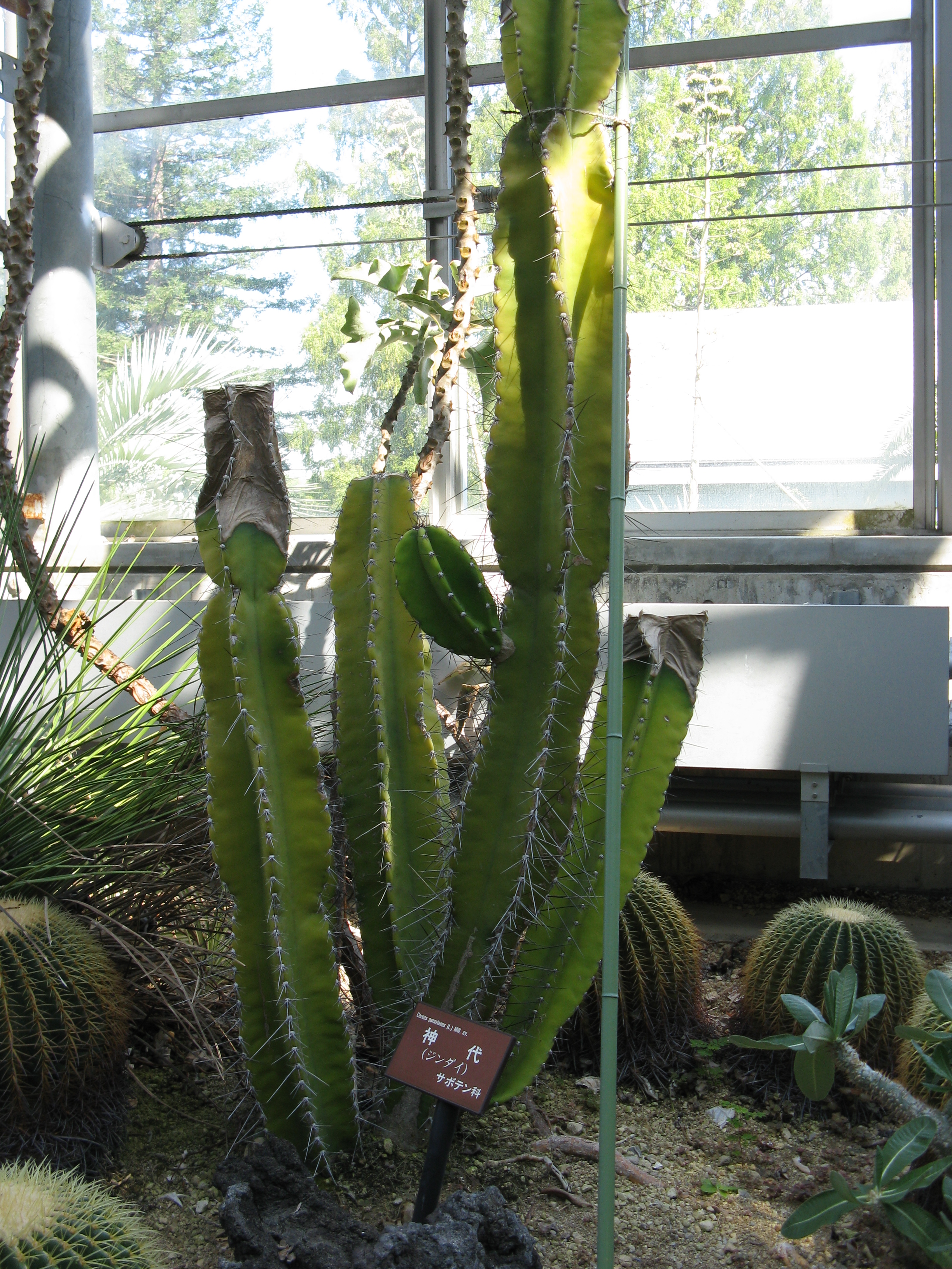 Cereus repandus / peruvianus (Peruvian Apple Cactus): Profile & Care