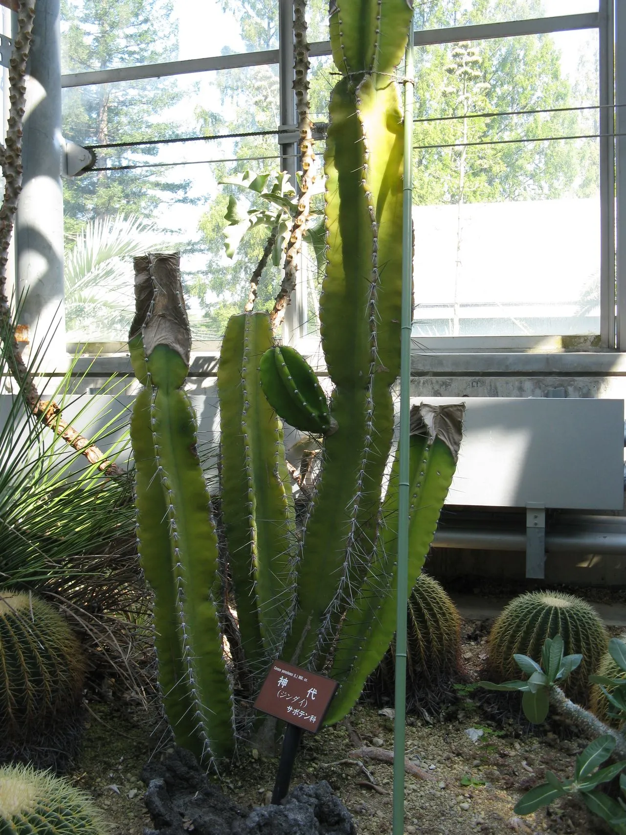 Cereus repandus / peruvianus (Peruvian Apple Cactus): Profile & Care
