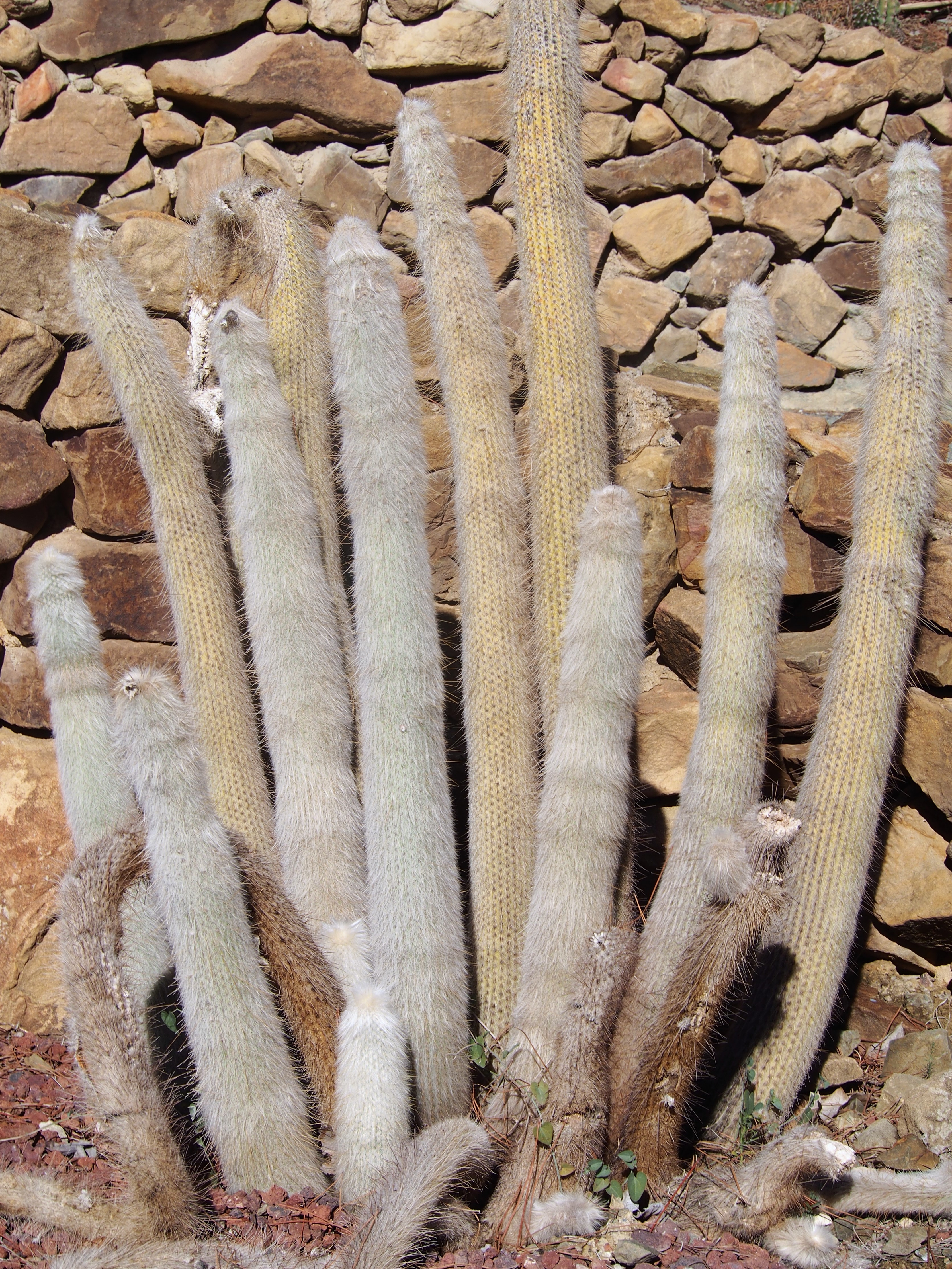 Cleistocactus strausii (Silver Torch Cactus): Profile & Care