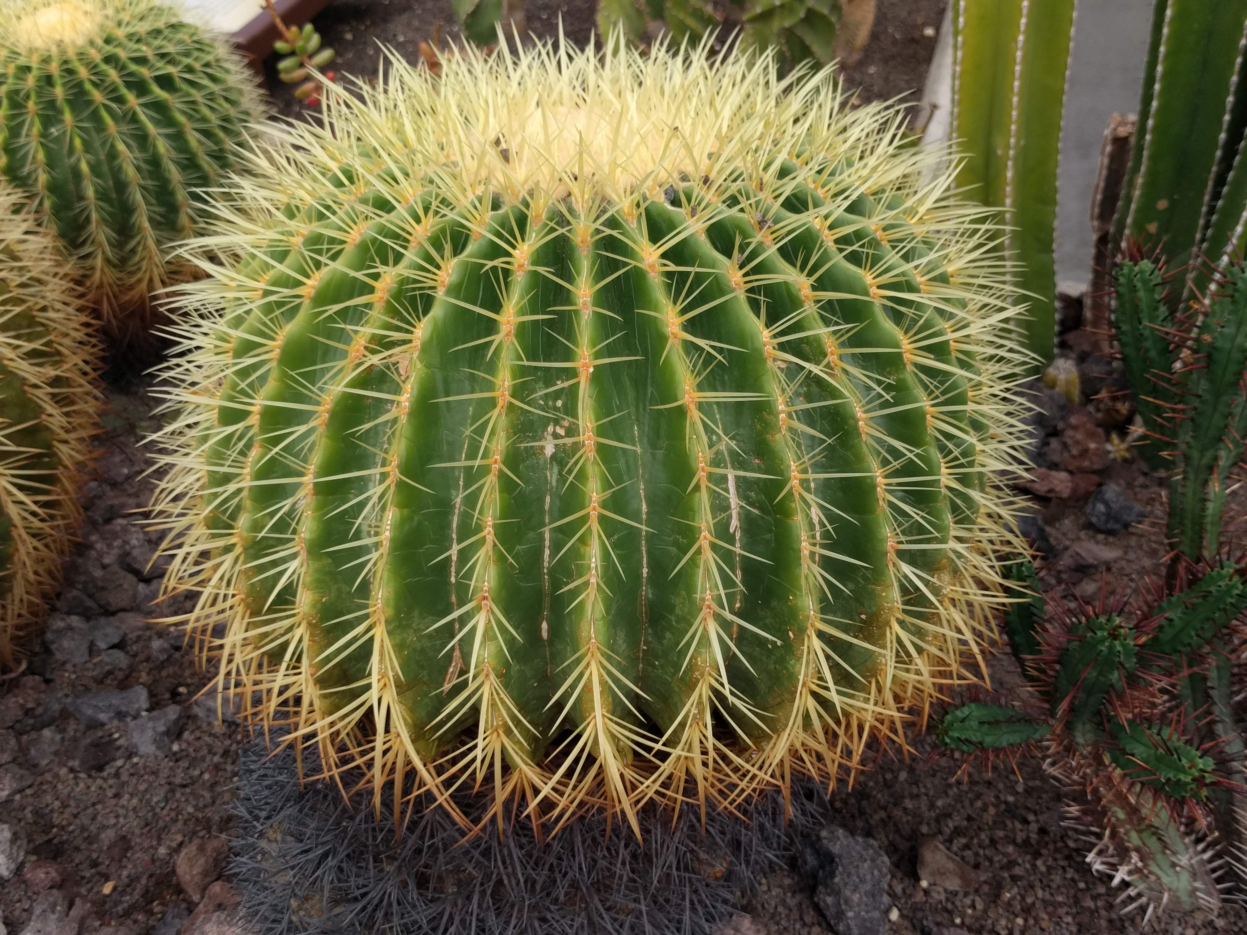 Echinocactus grusonii (Golden Barrel Cactus): Profile & Care