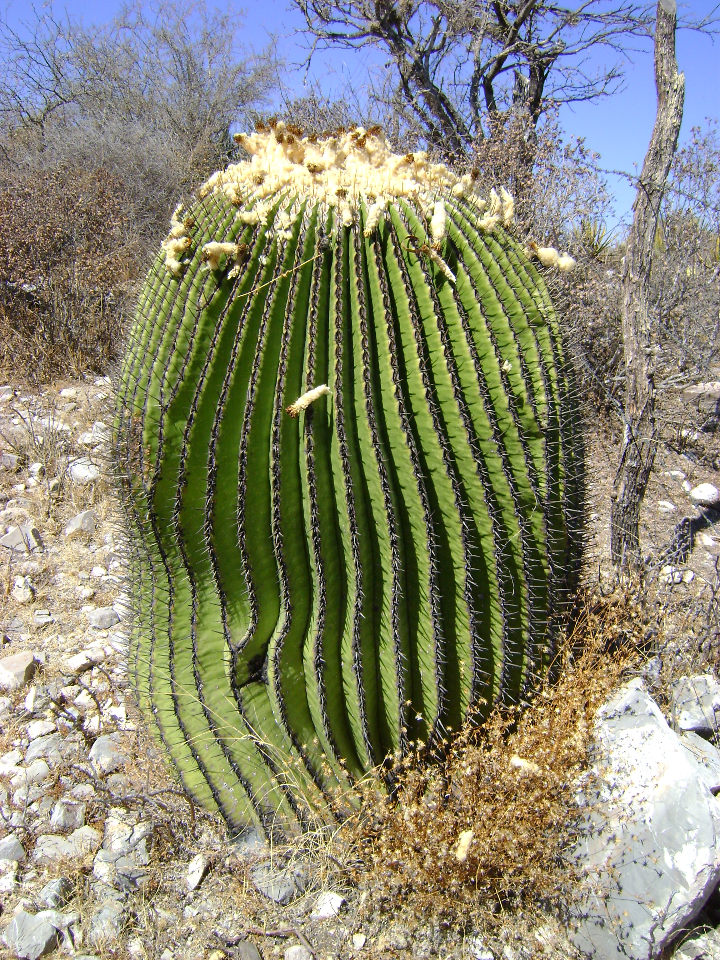 Echinocactus platyacanthus (Giant Barrel Cactus): Profile & Care