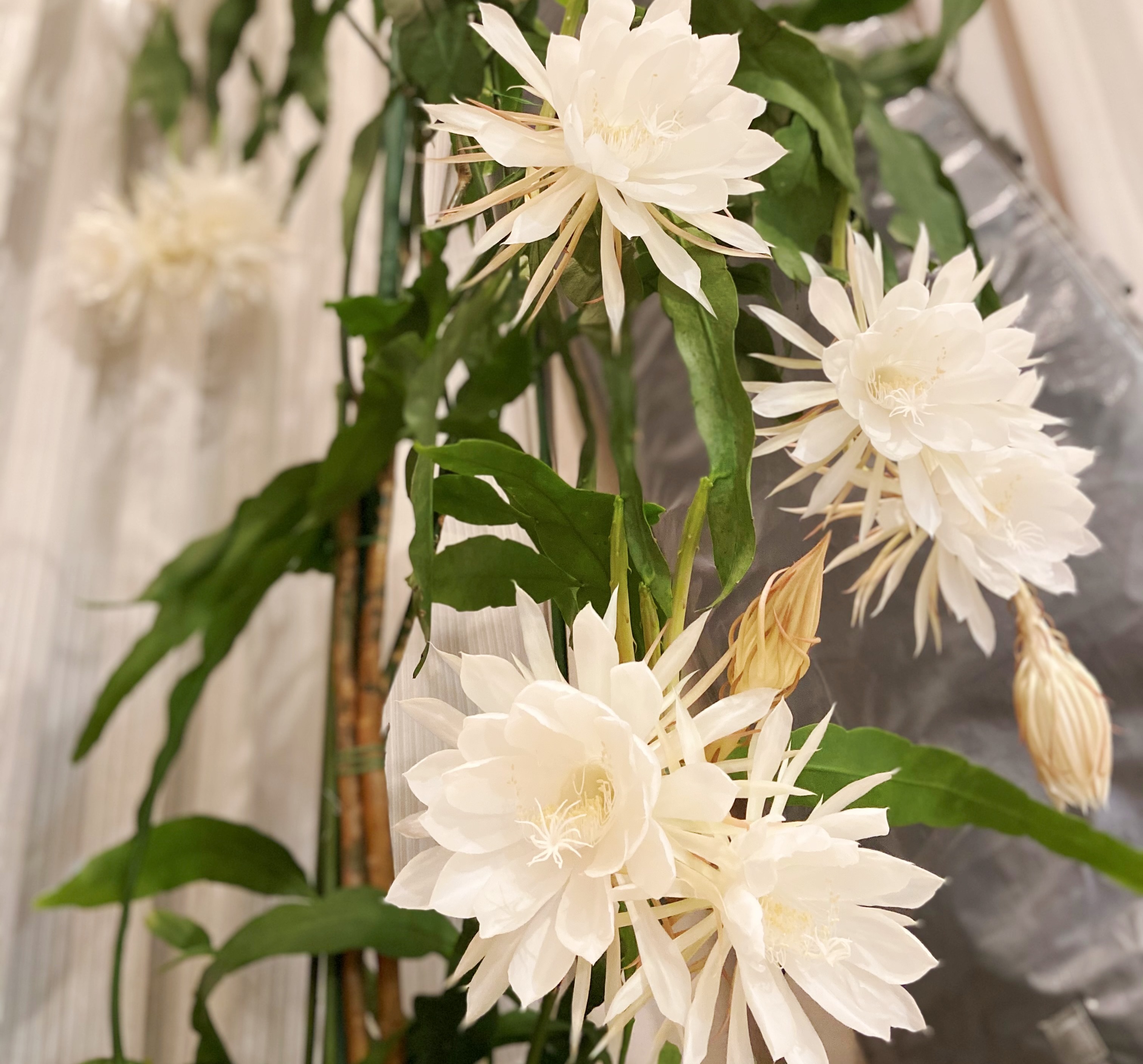 Epiphyllum oxypetalum (Queen of the Night): Profile & Care