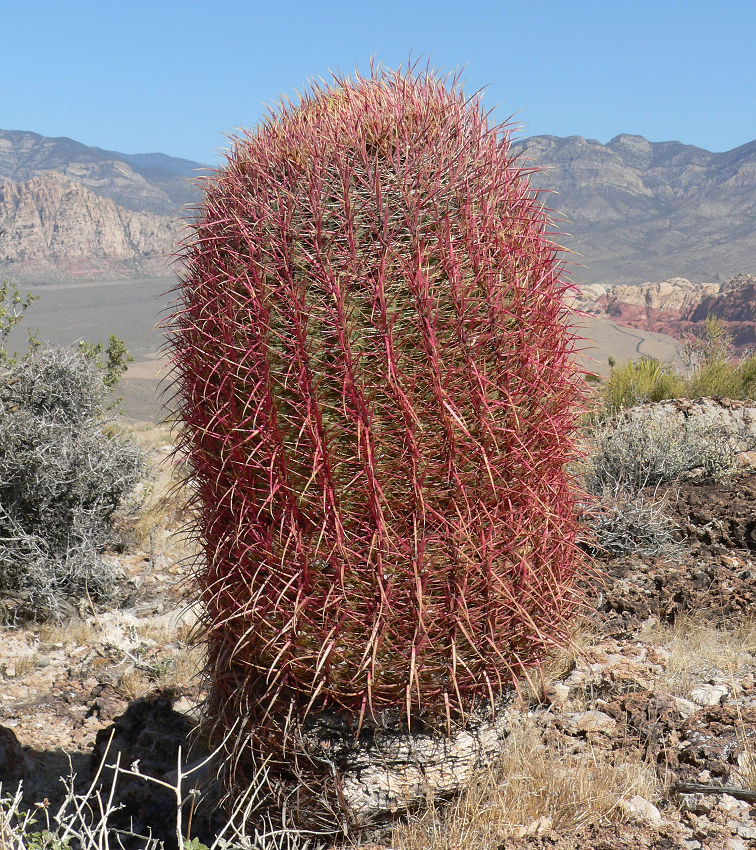 Ferocactus cylindraceus (California Barrel Cactus): Profile & Care