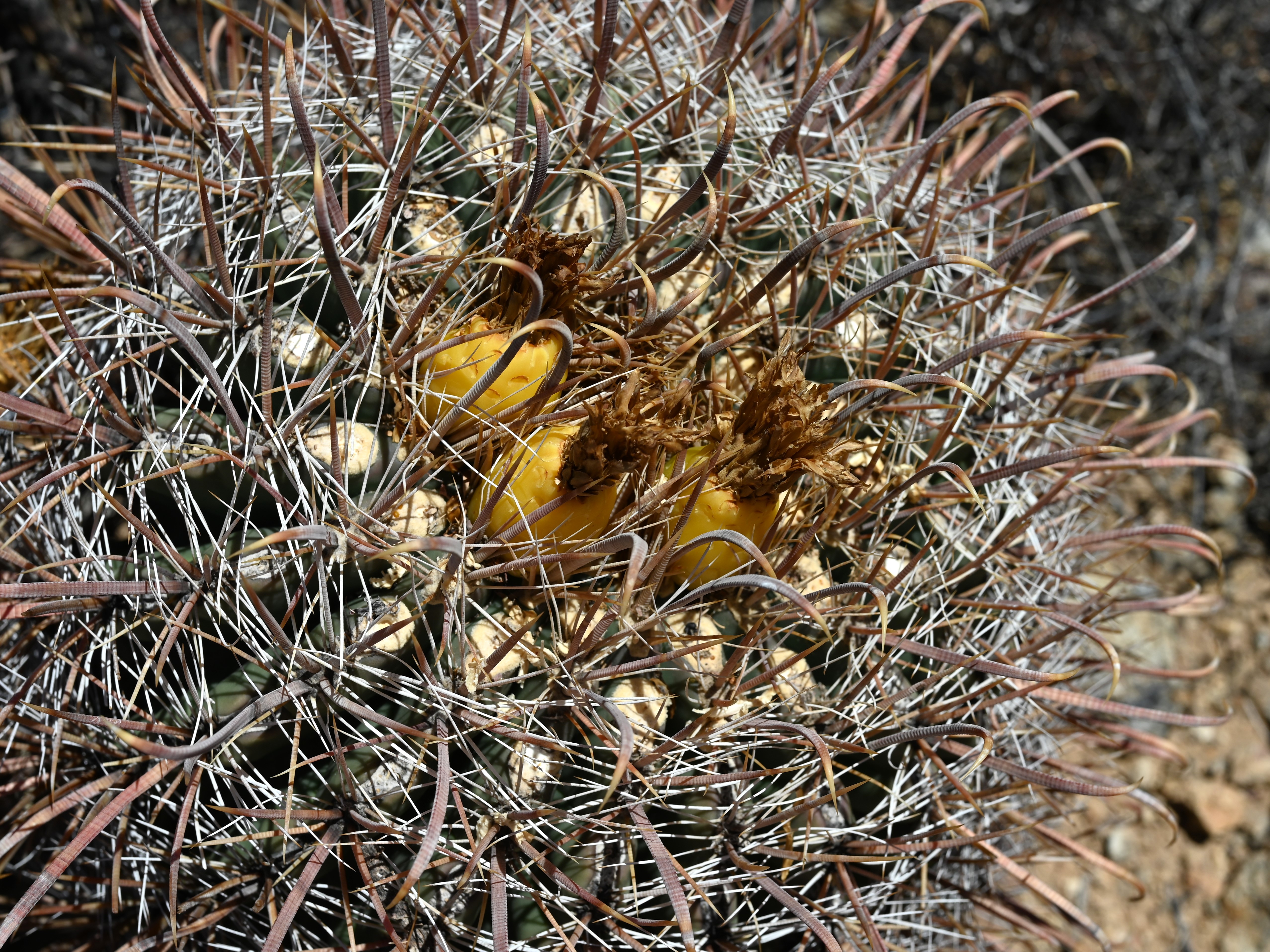 Ferocactus wislizeni (Fishhook Barrel): Profile & Care
