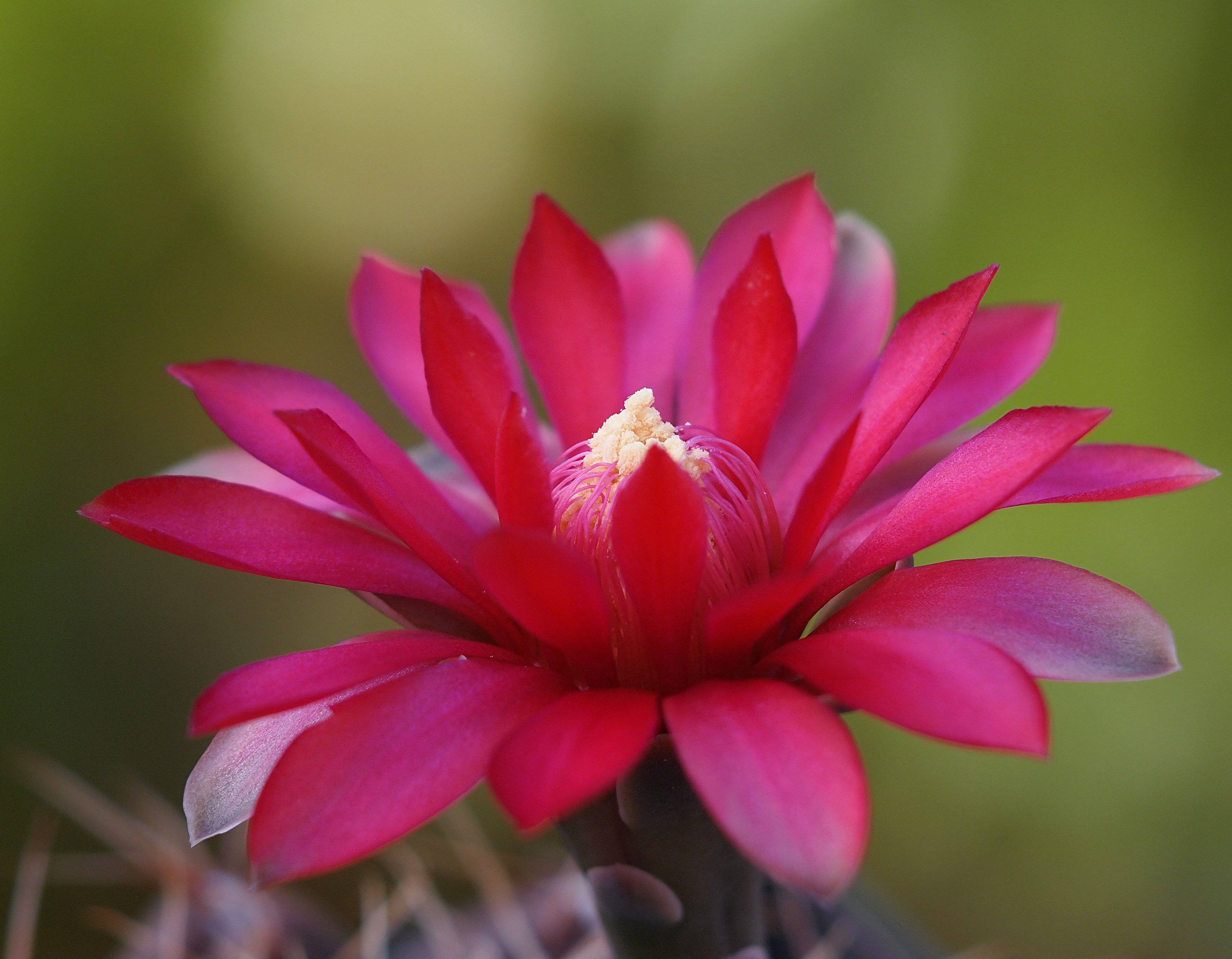 Gymnocalycium baldianum (Spider Cactus): Profile & Care