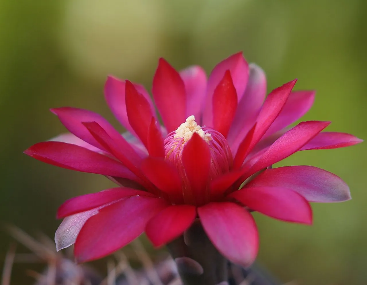 Cactus Rot Treatment: How to Cut, Dry & Rescue a Rotting Cactus