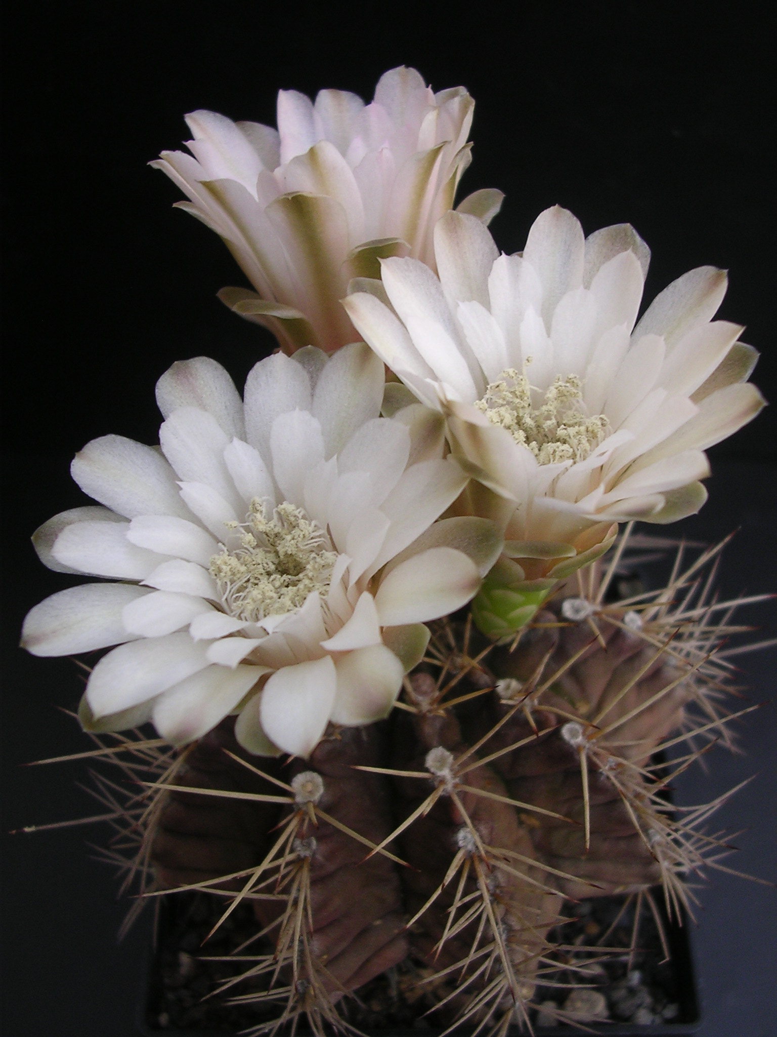 Gymnocalycium mihanovichii (Moon / Ruby Ball Cactus): Profile & Care