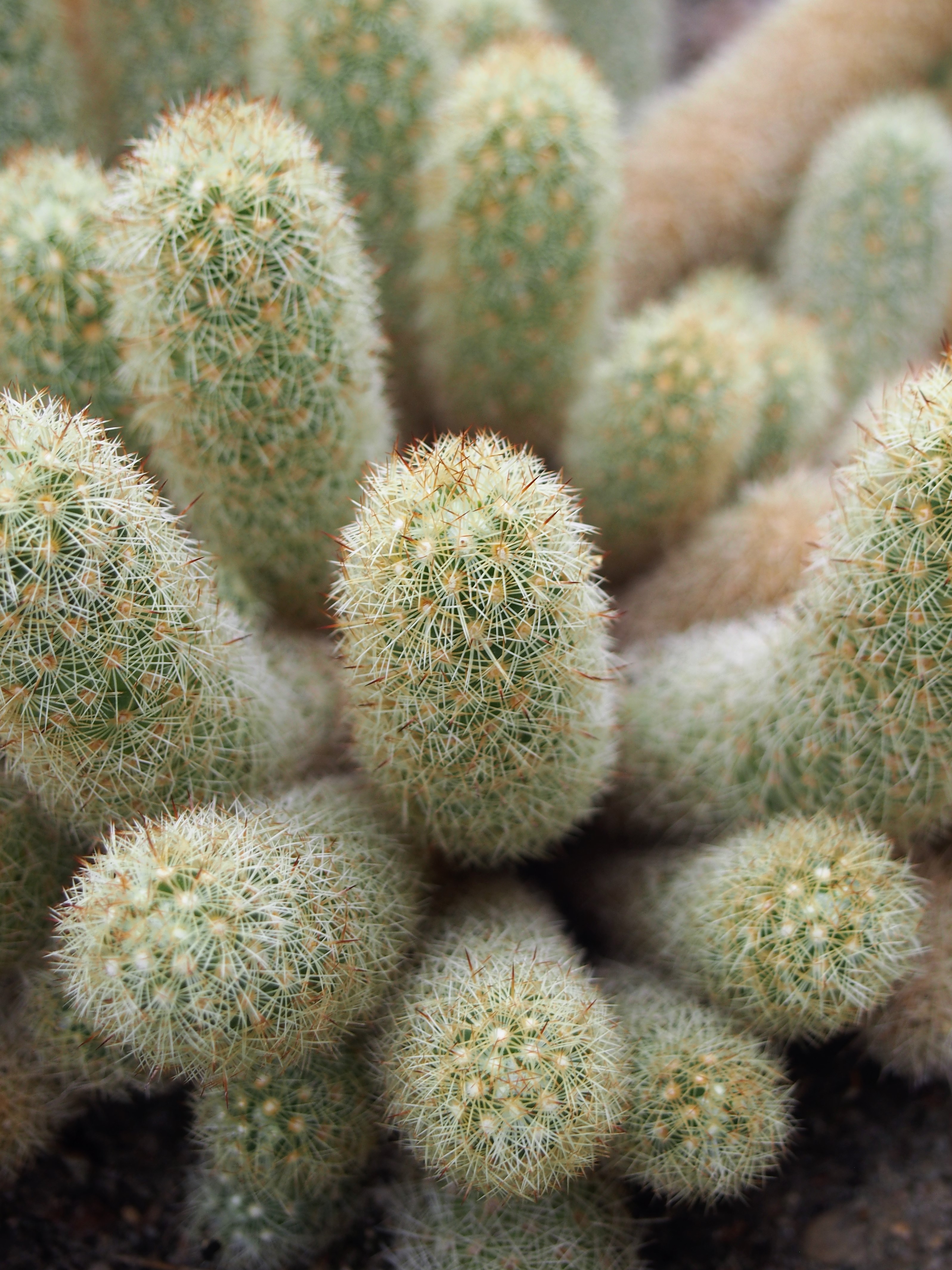 Mammillaria elongata (Lady Finger / Gold Lace Cactus): Profile & Care