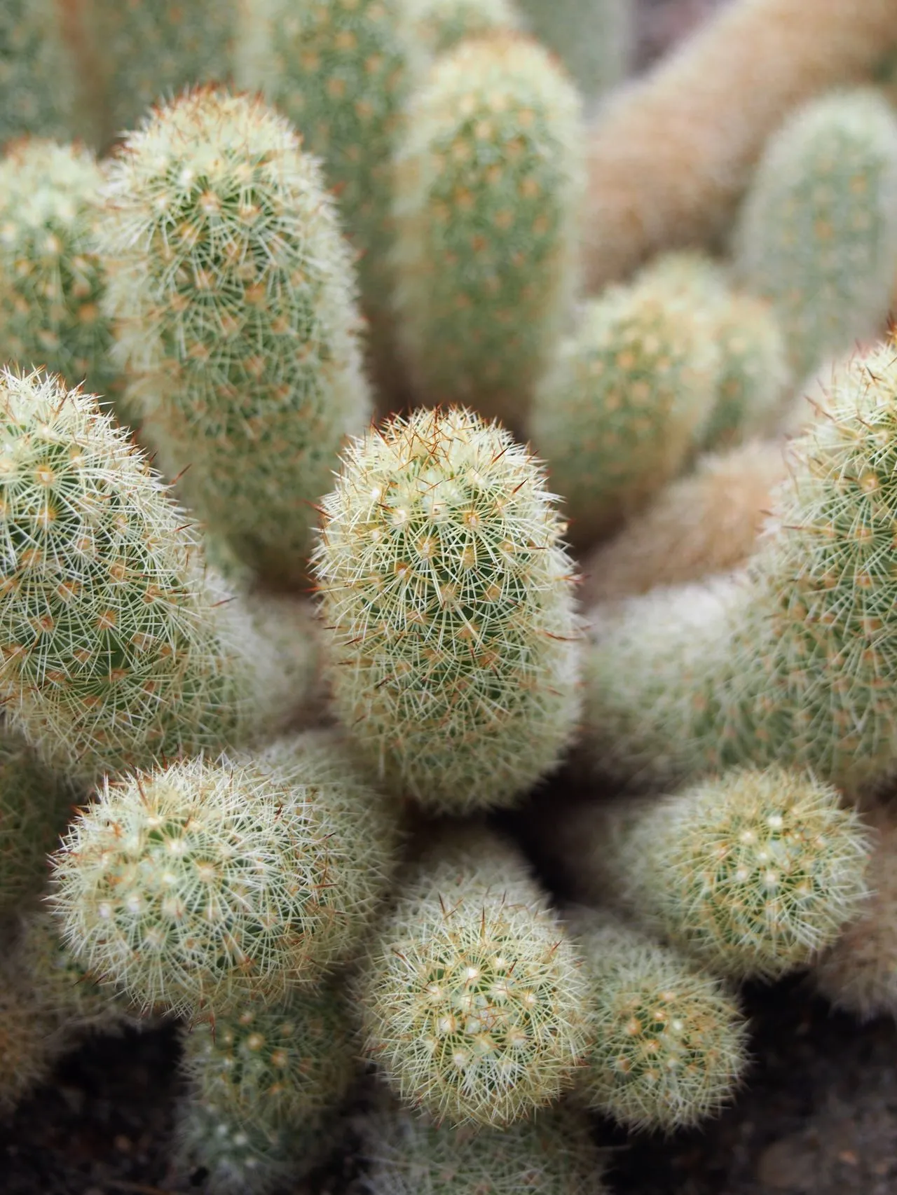 Mammillaria elongata (Lady Finger / Gold Lace Cactus): Profile & Care