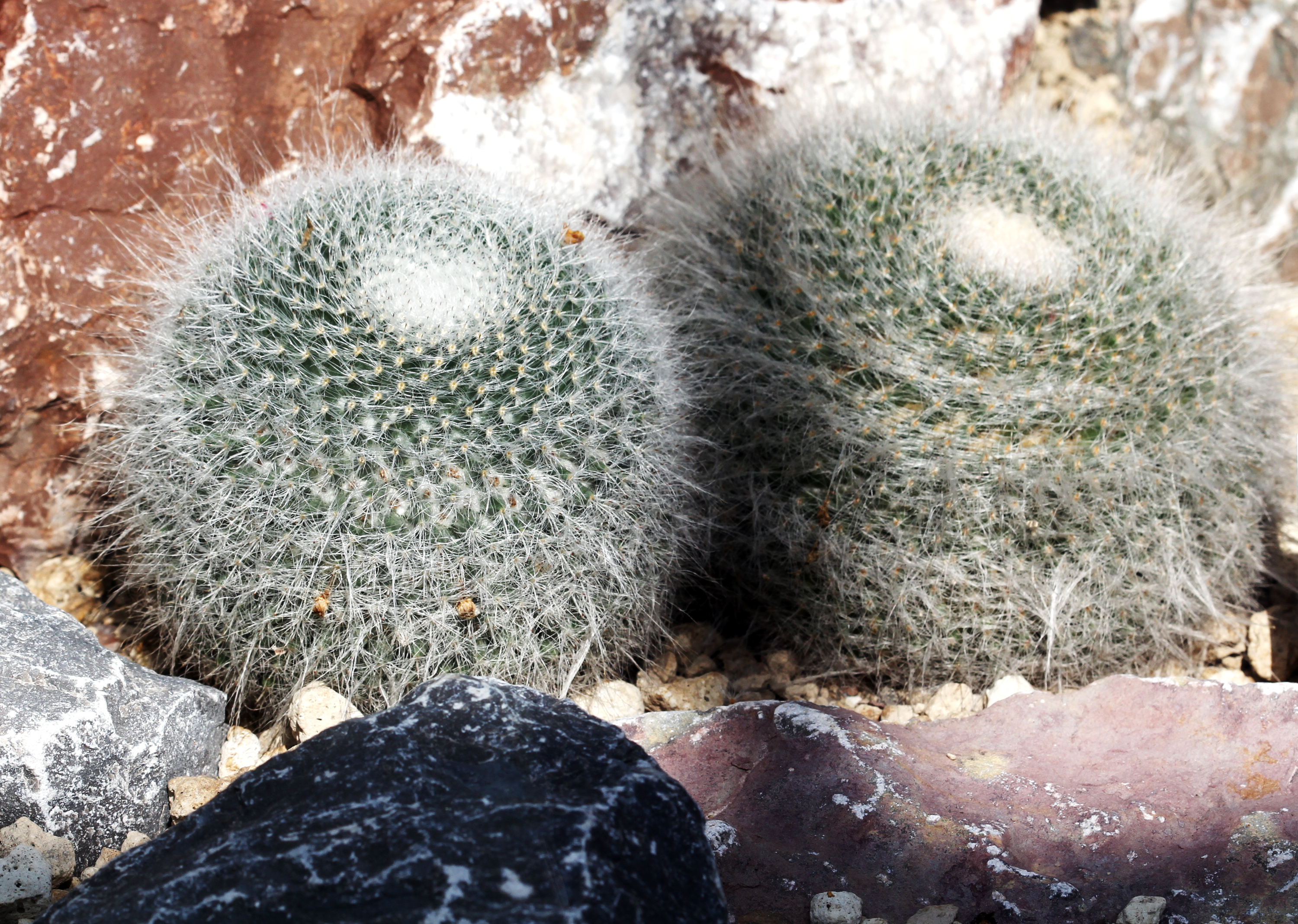 Mammillaria hahniana (Old Lady Cactus): Identification & Care