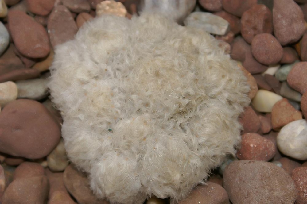Mammillaria plumosa (Feather Cactus): Profile & Care