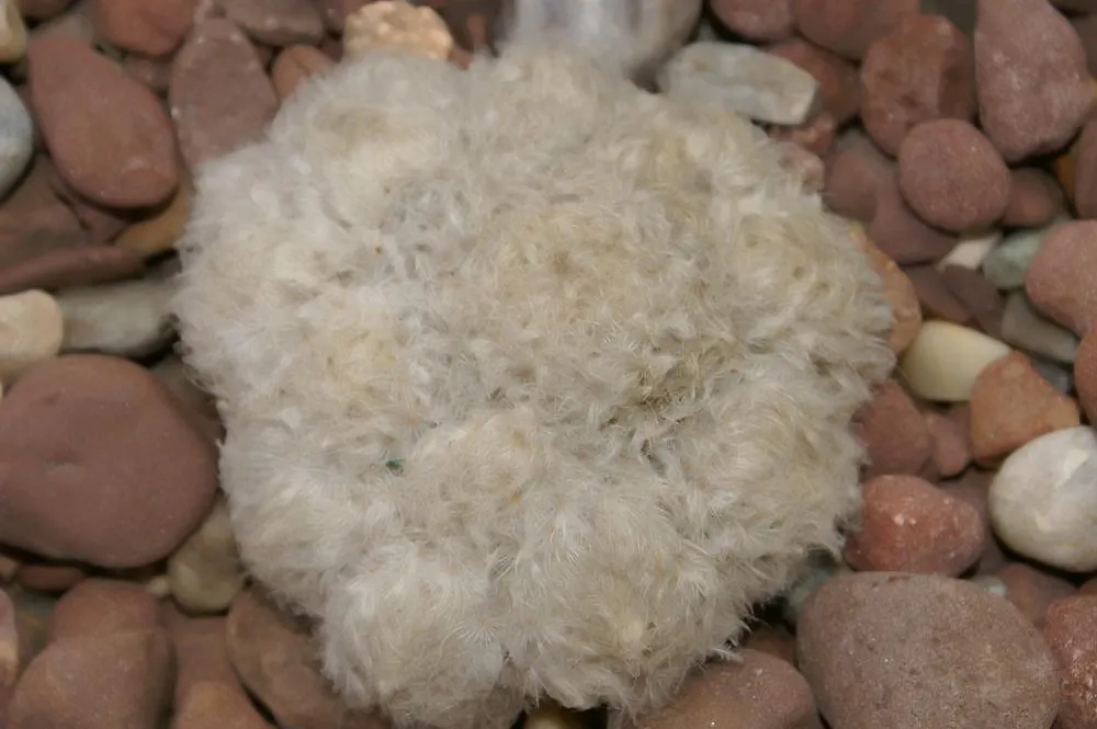 Mammillaria plumosa (Feather Cactus): Profile & Care