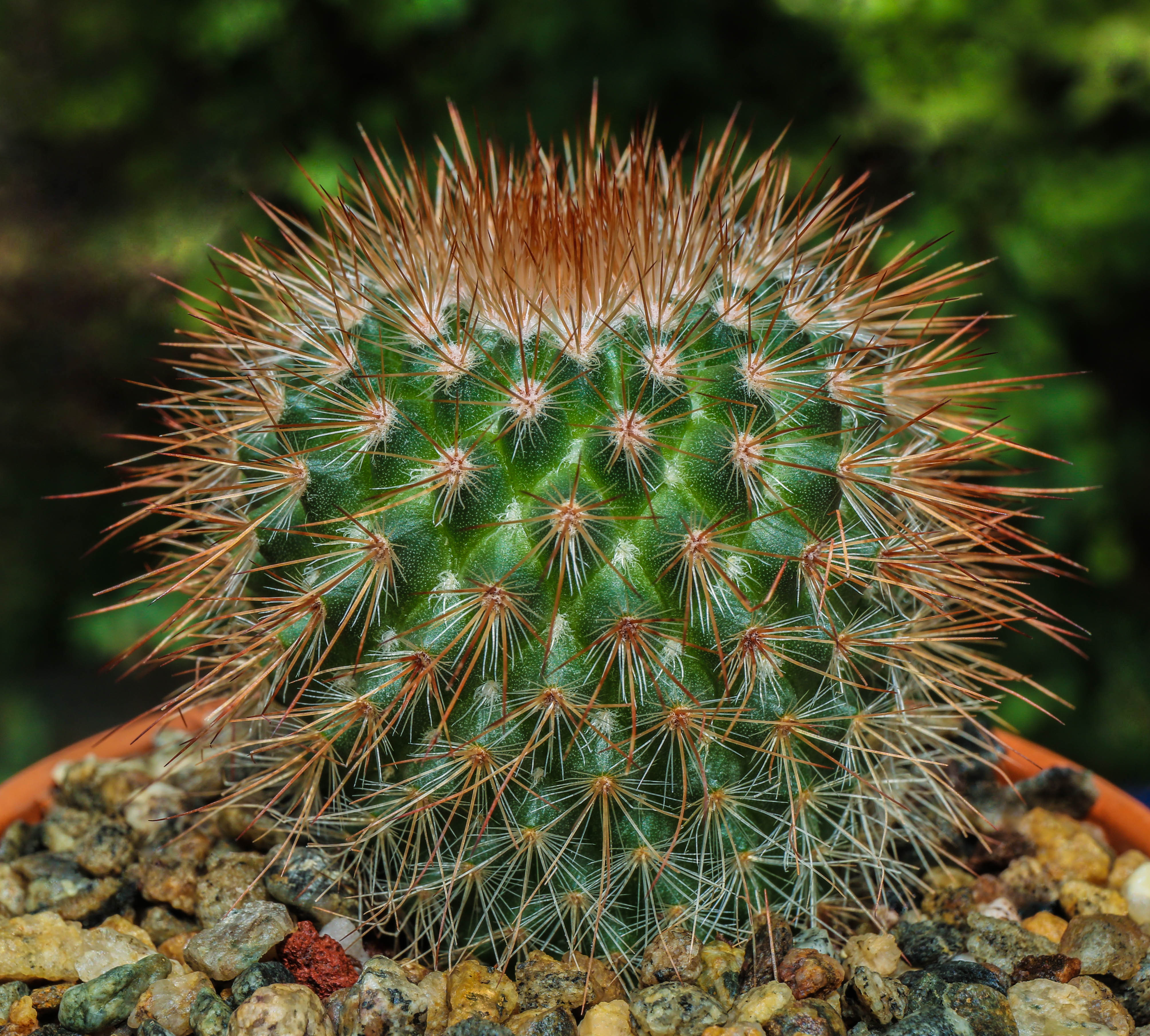 Mammillaria spinosissima (Spiny Pincushion Cactus): Profile & Care