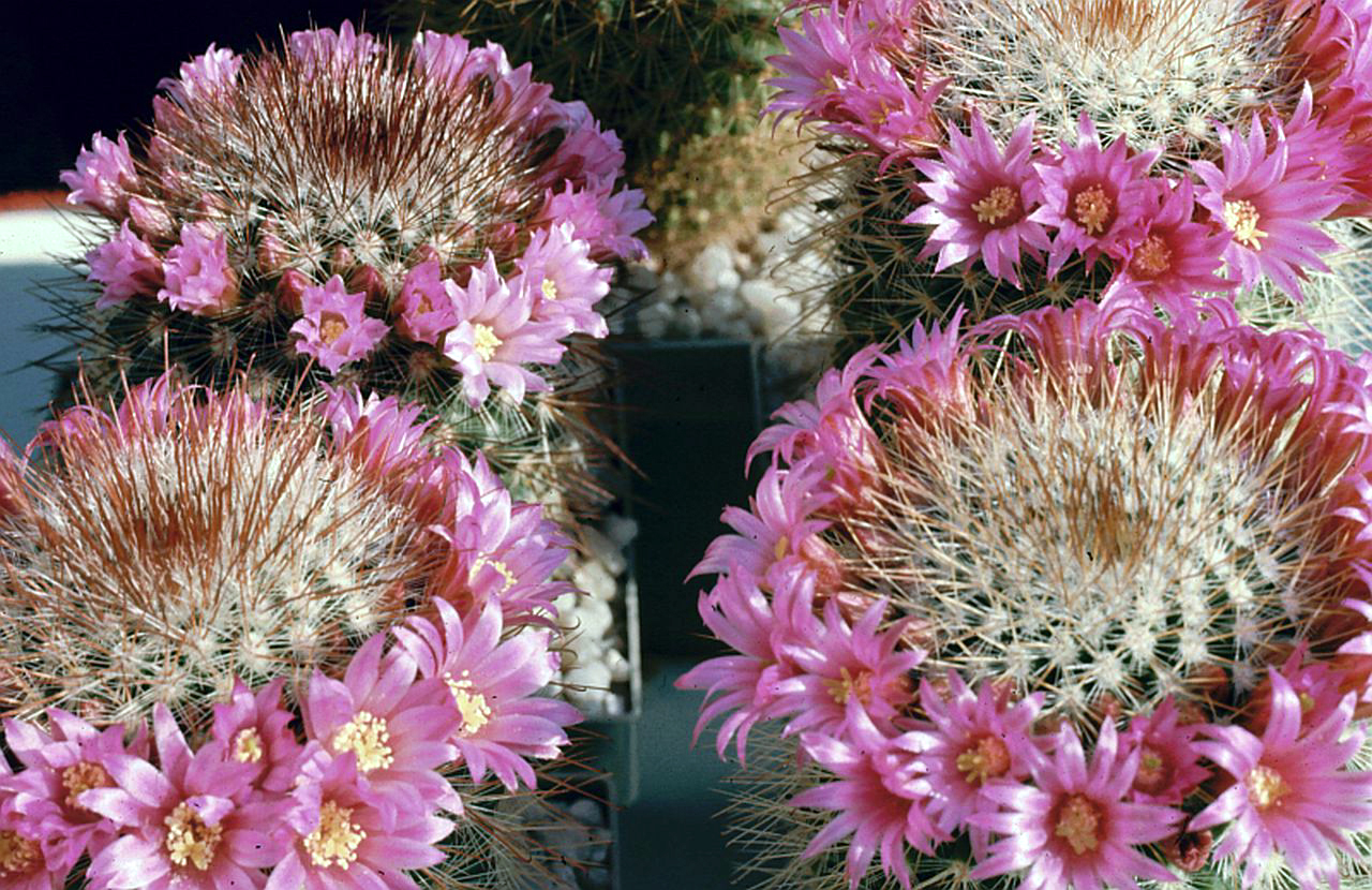 Mammillaria zeilmanniana (Rose Pincushion): Profile & Care