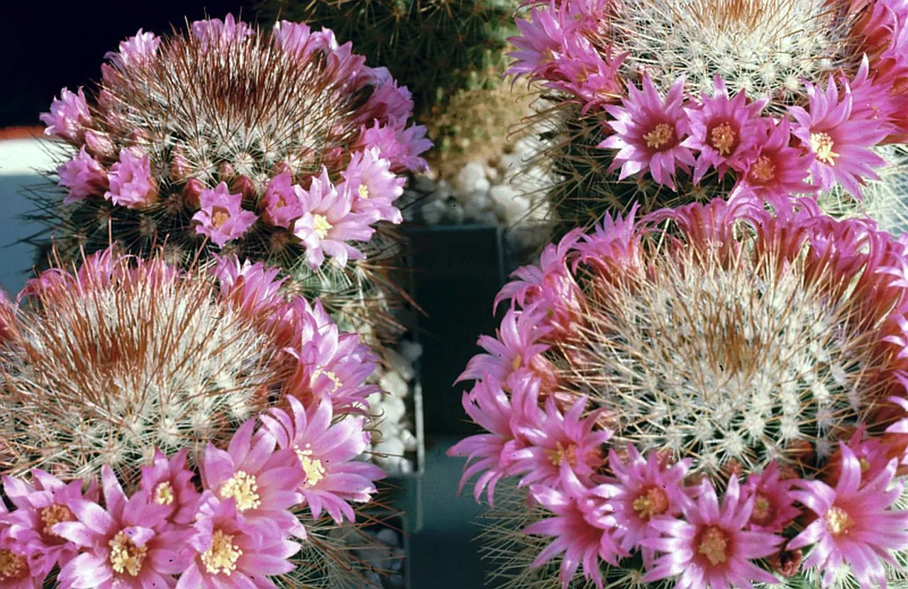 Cactus White Fuzzy Spots: Mealybug, Wool or Mold?