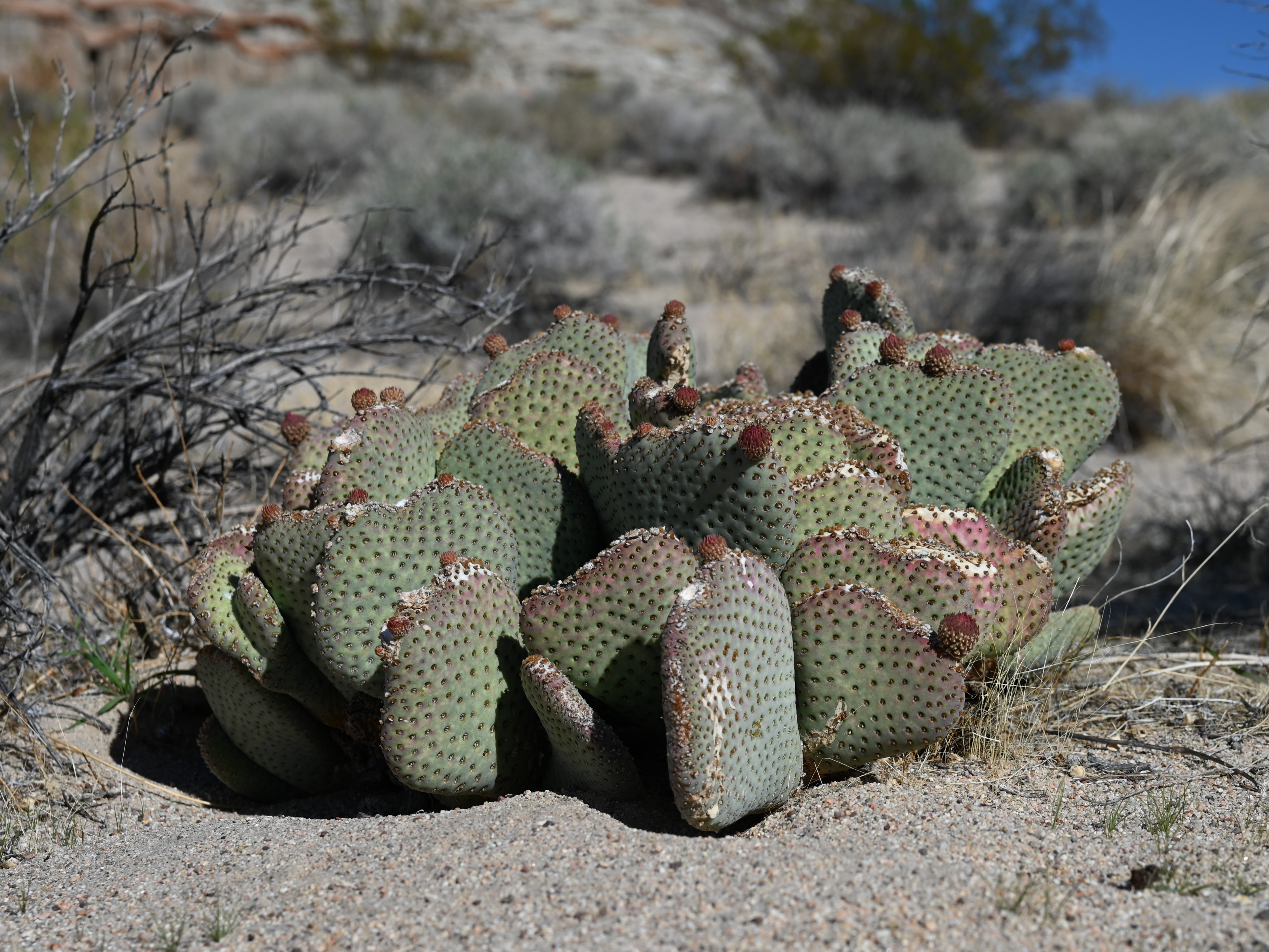 Opuntia basilaris (Beavertail Cactus): Profile & Care