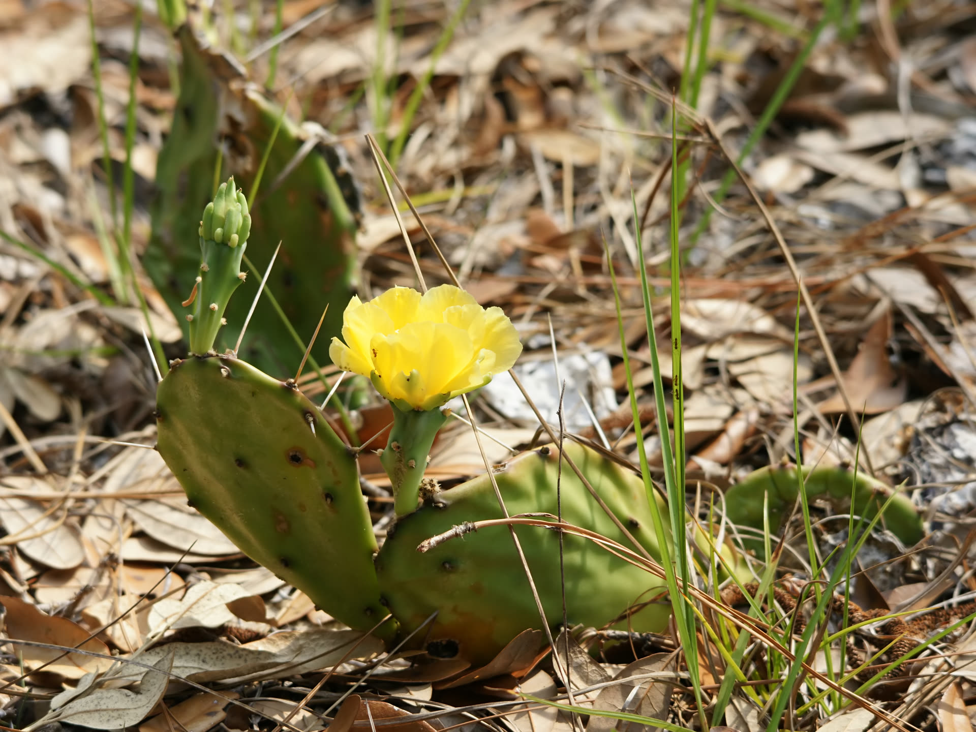Opuntia humifusa / compressa (Eastern Prickly Pear): Profile & Care