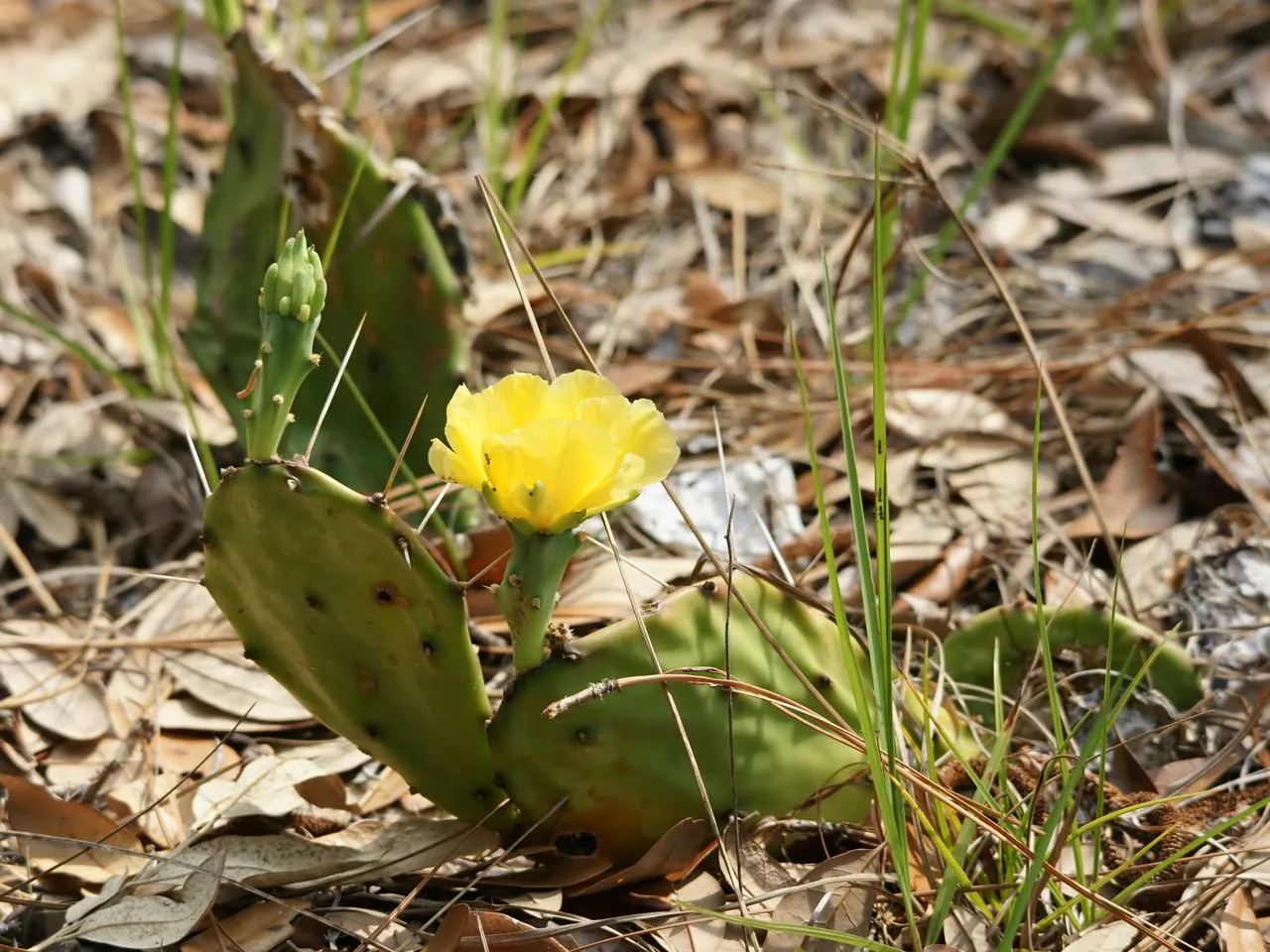 Opuntia humifusa / compressa (Eastern Prickly Pear): Profile & Care
