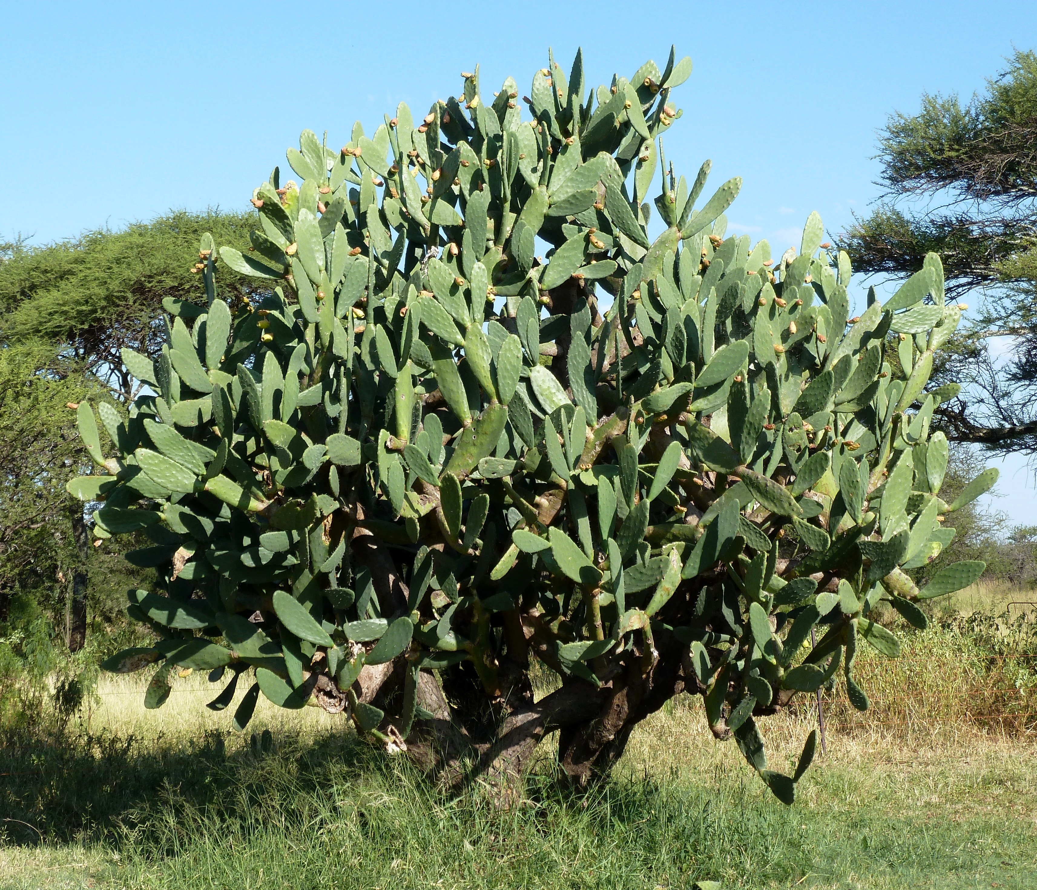 Opuntia ficus-indica (Indian Fig / Prickly Pear): Cultivation
