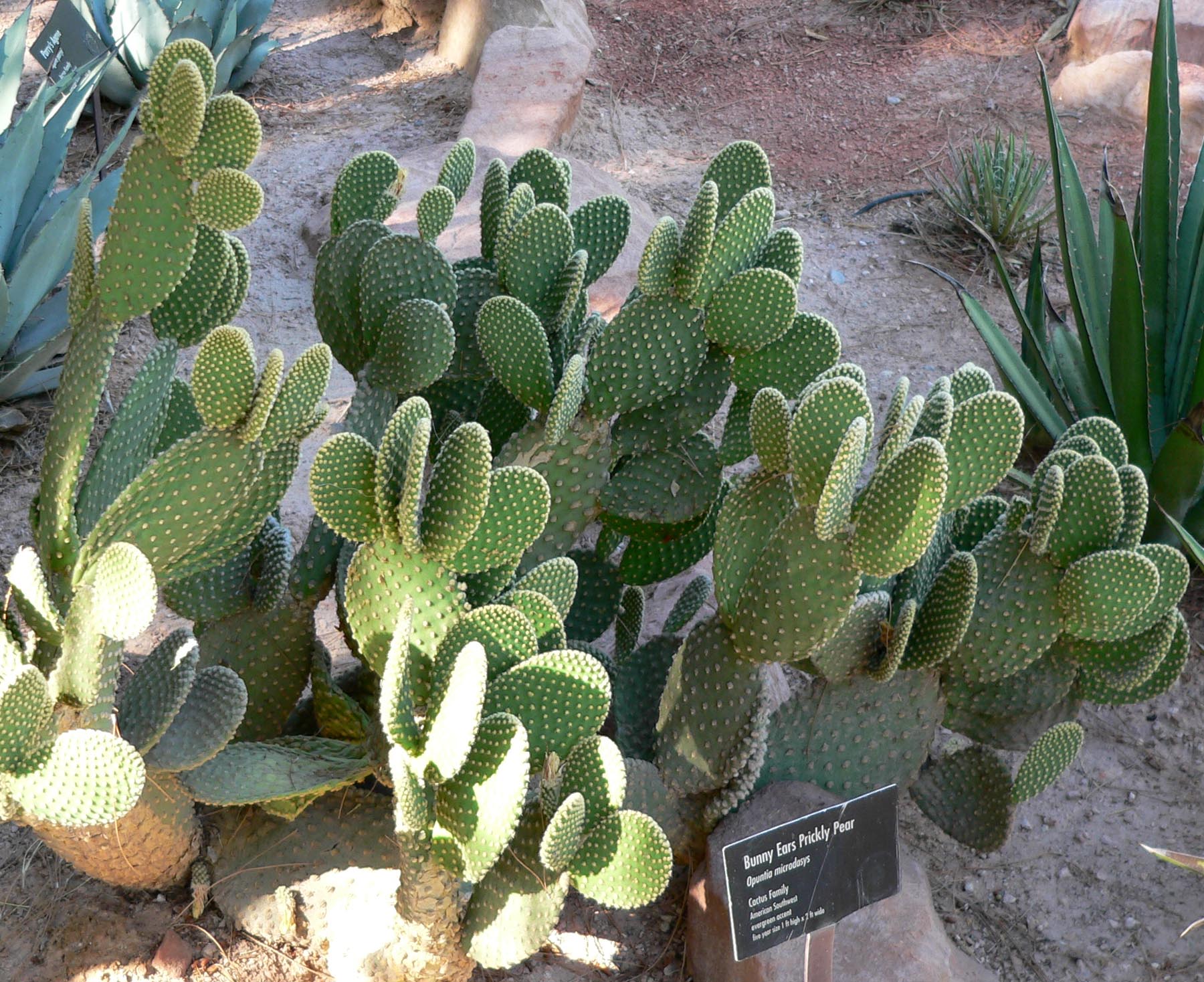 Opuntia microdasys (Bunny Ears Cactus): Care & Glochid Safety