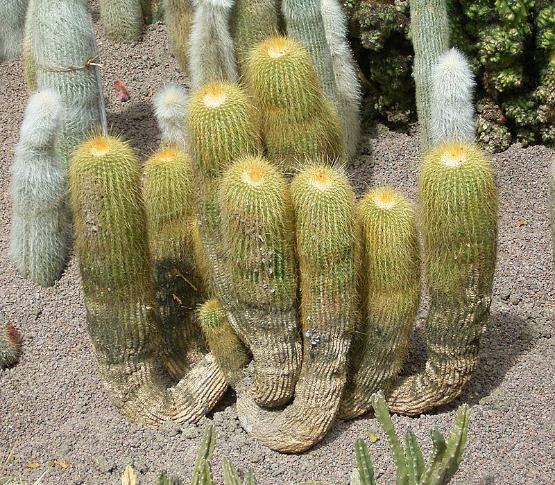 Parodia leninghausii (Lemon Ball / Yellow Tower): Profile & Care