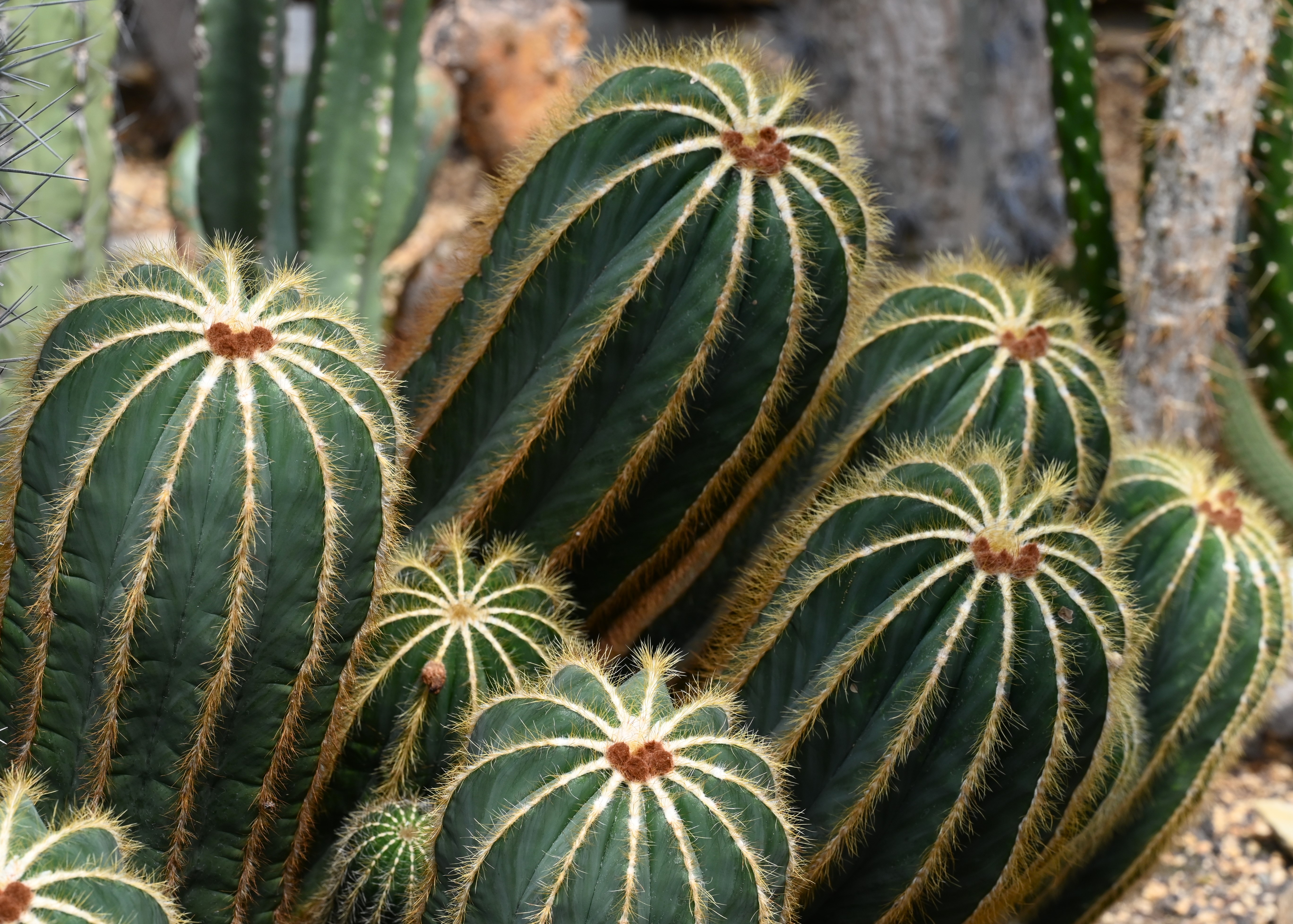 Parodia magnifica (Balloon Cactus): Profile & Care
