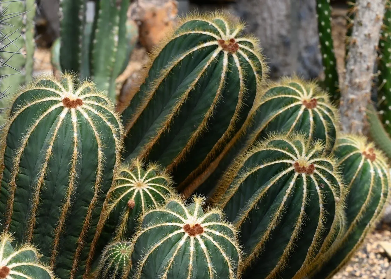 Parodia magnifica (Balloon Cactus): Profile & Care