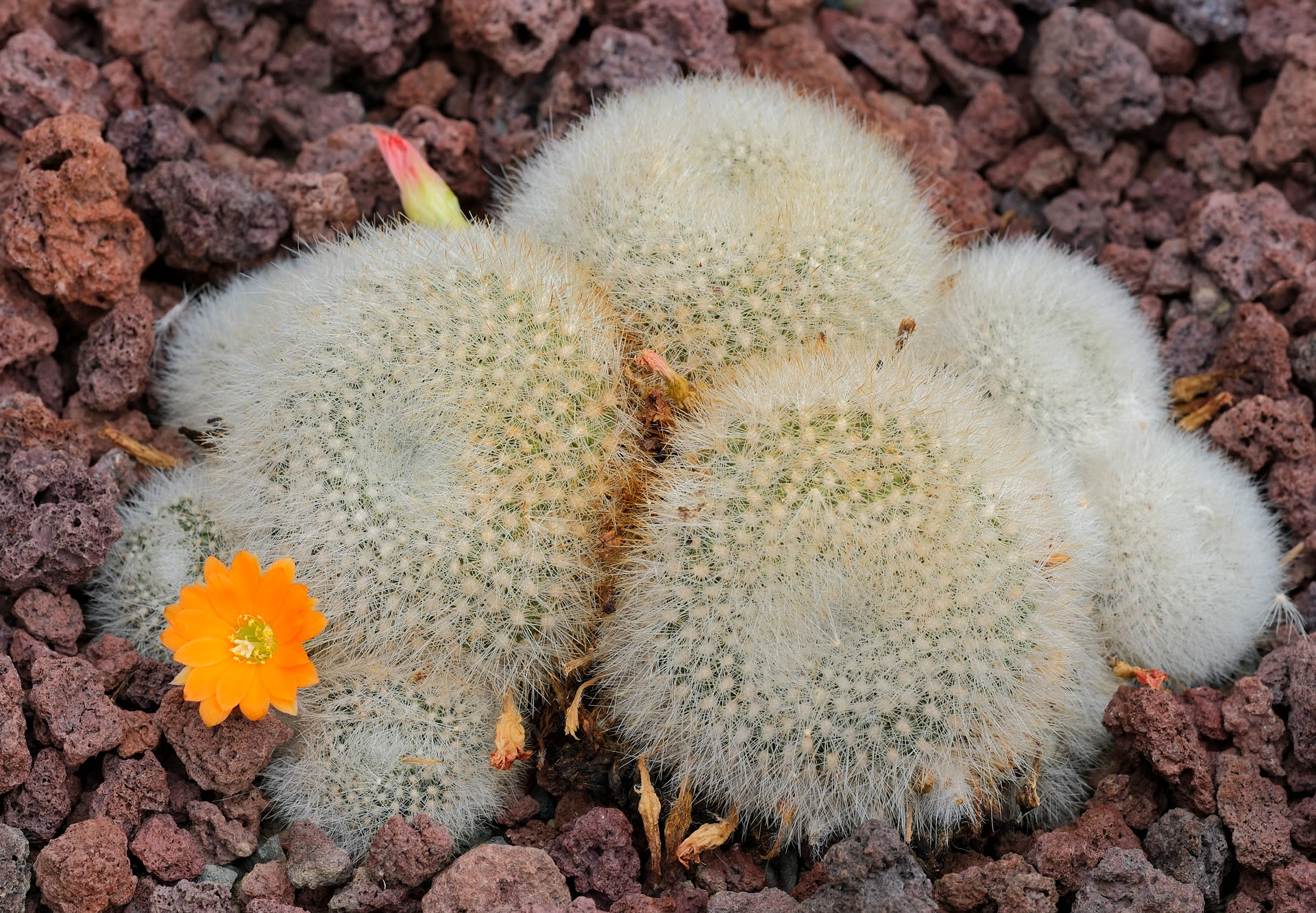 Rebutia minuscula (Red Crown Cactus): Profile & Care