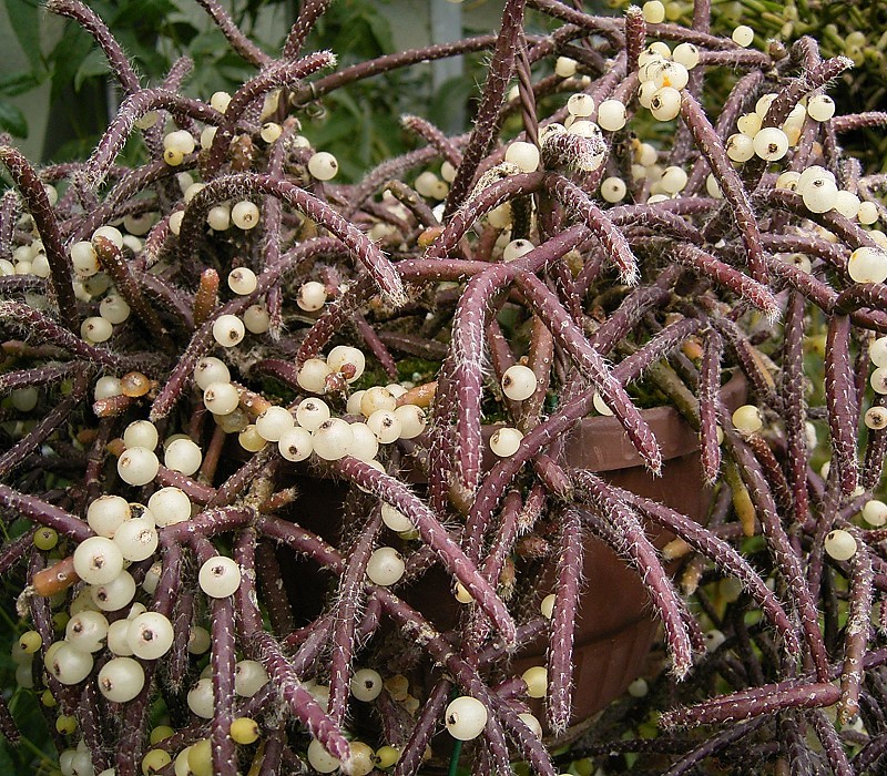 Rhipsalis baccifera (Mistletoe Cactus): The Old-World Cactus