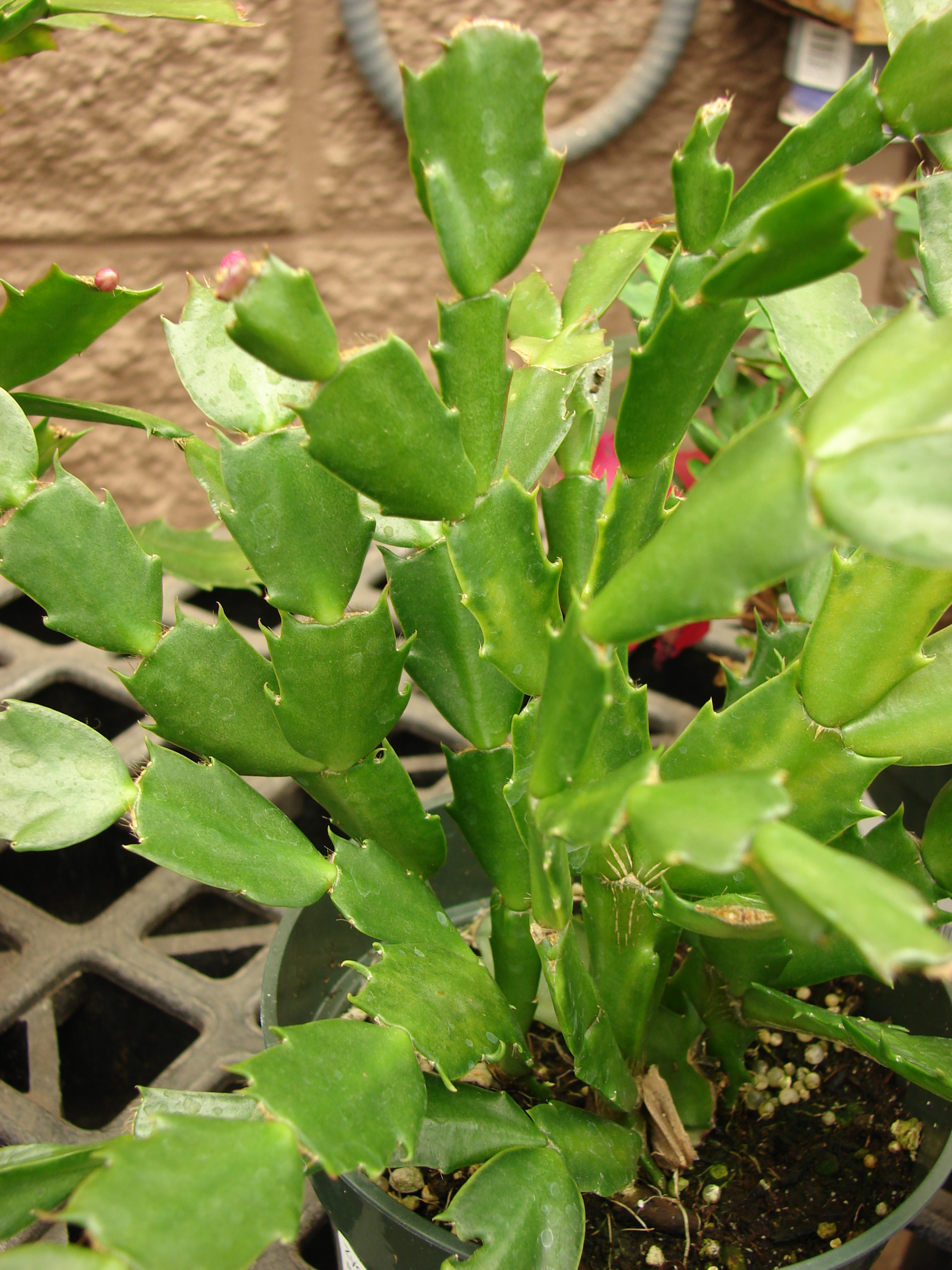 Schlumbergera truncata (Christmas / Thanksgiving Cactus): Profile & Care