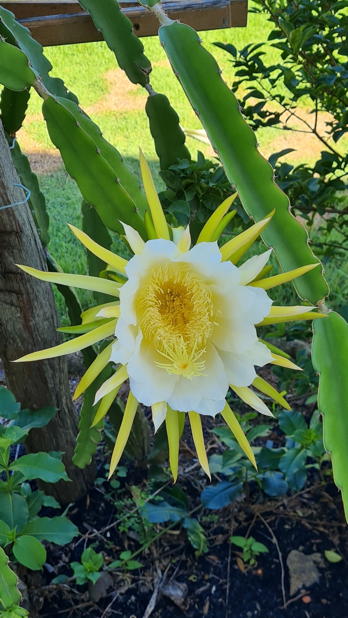 Selenicereus undatus (Dragon Fruit Cactus): Profile & Care