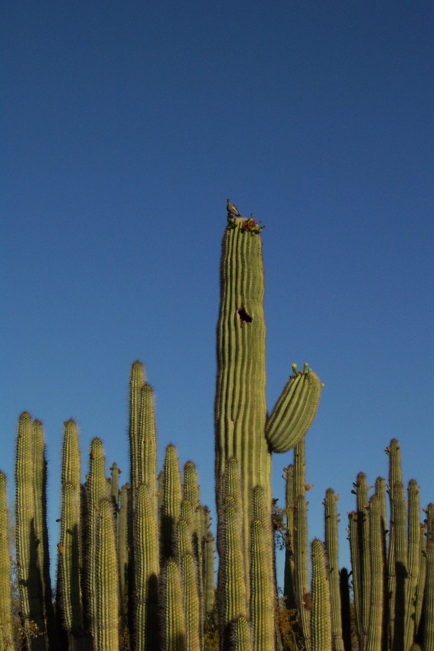 The Complete Cactus Guide: Family, Cultivation & Care