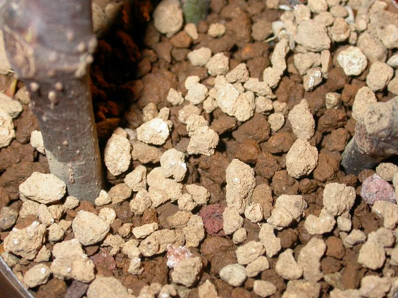 Akadama in Succulent Mixes: Bonsai Substrate, Tested