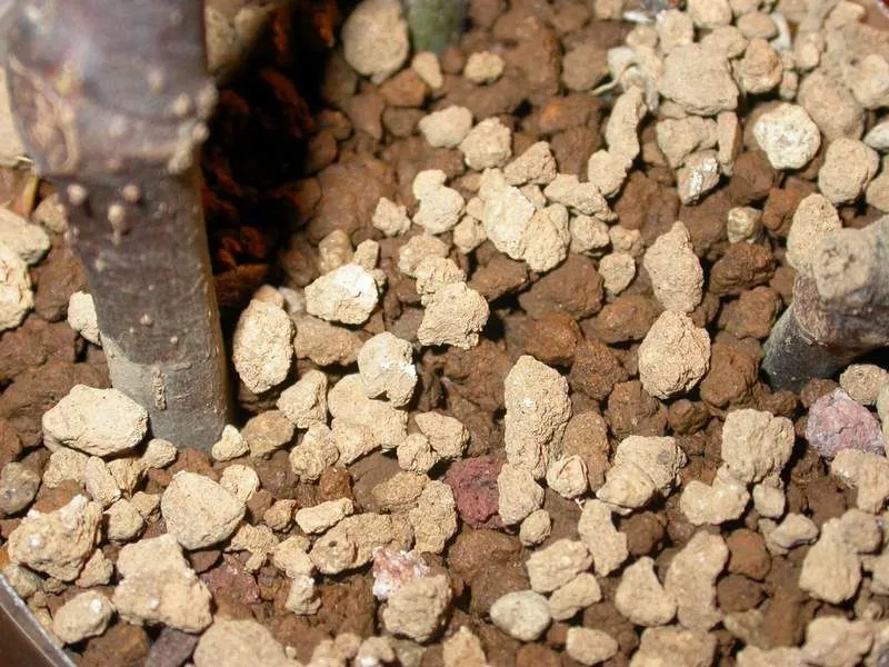Akadama in Succulent Mixes: Bonsai Substrate, Tested