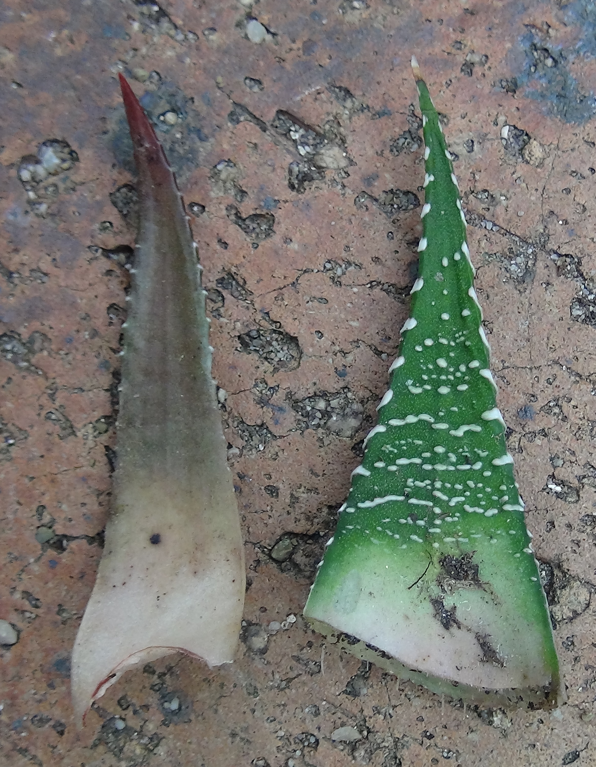 Aloe vs Haworthia: How to Tell the Two Apart