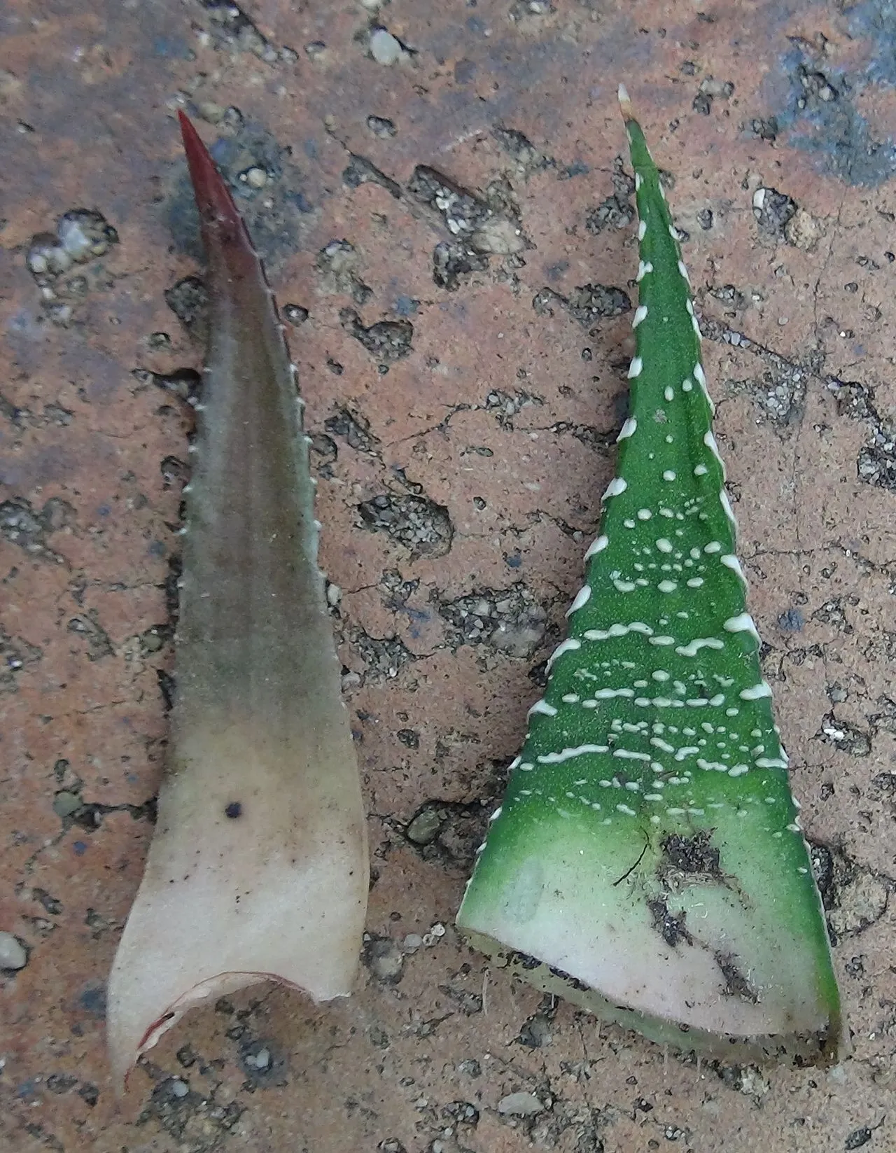 Aloe vs Haworthia: How to Tell the Two Apart