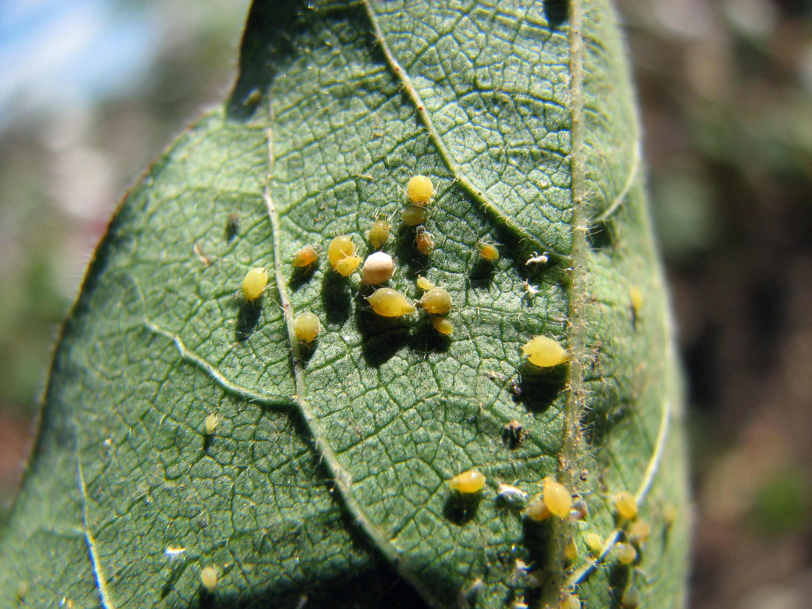 Aphids on Succulent Flower Stalks: ID & Control